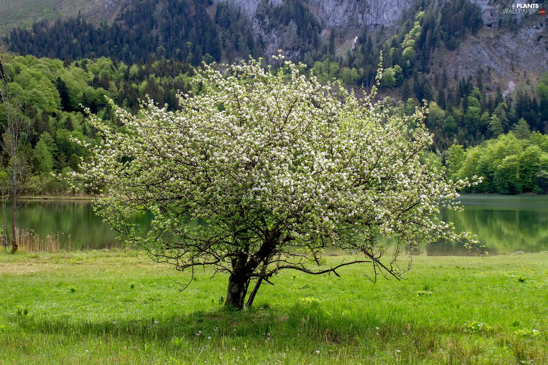 Flourished, Spring, River, Mountains, trees, Meadow