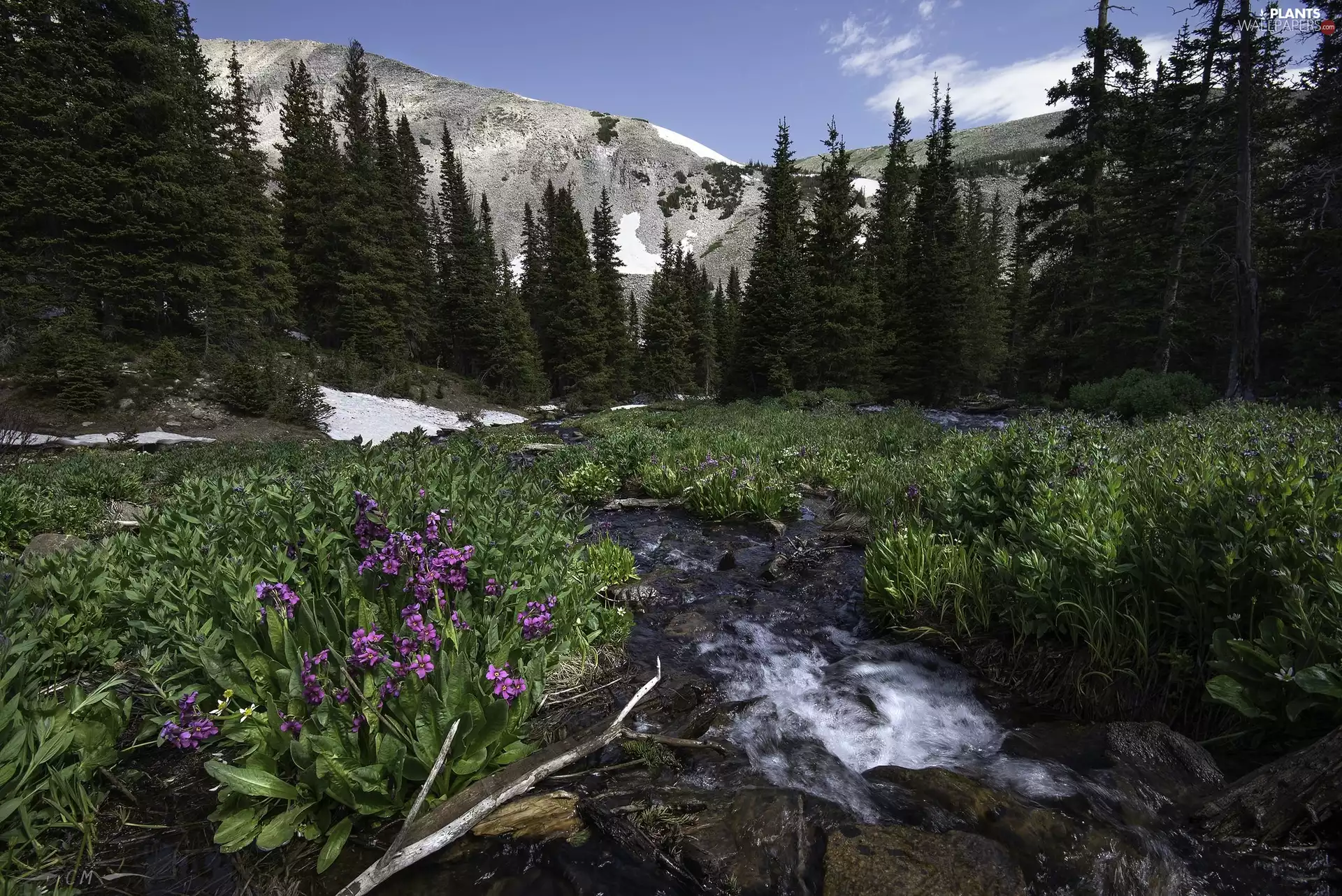 Flowers, stream, viewes, Mountains, trees, Meadow
