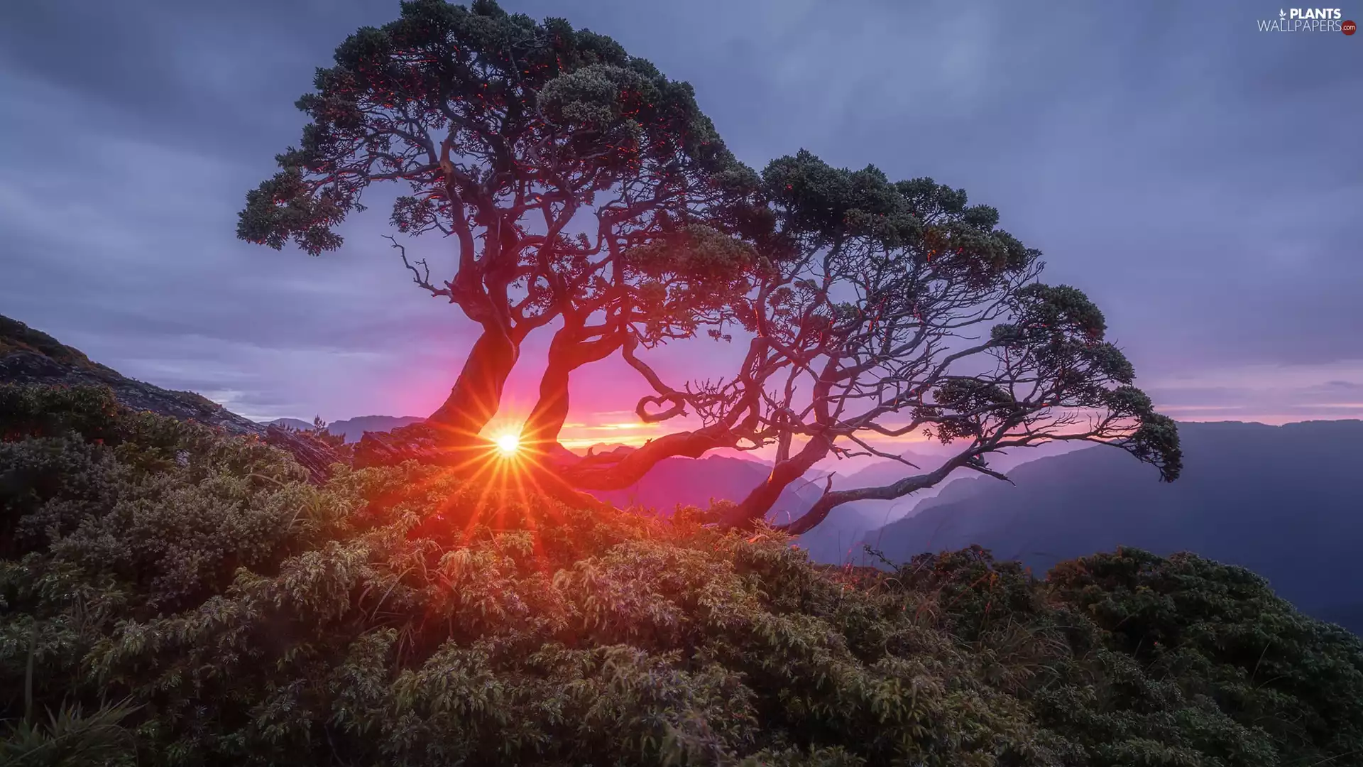 Bush, rays of the Sun, trees, viewes, Mountains