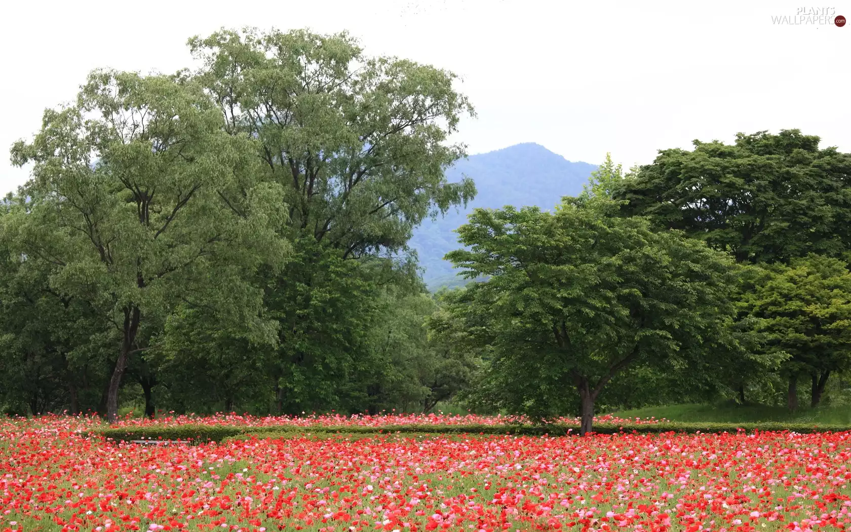 viewes, Mountains, papavers, trees, Meadow