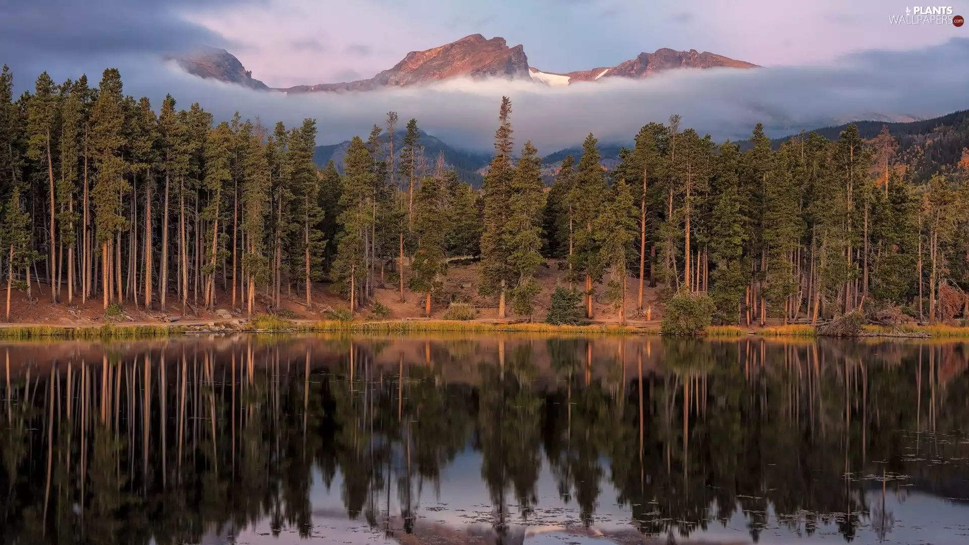 trees, peaks, pine, Mountains, lake, viewes, Fog
