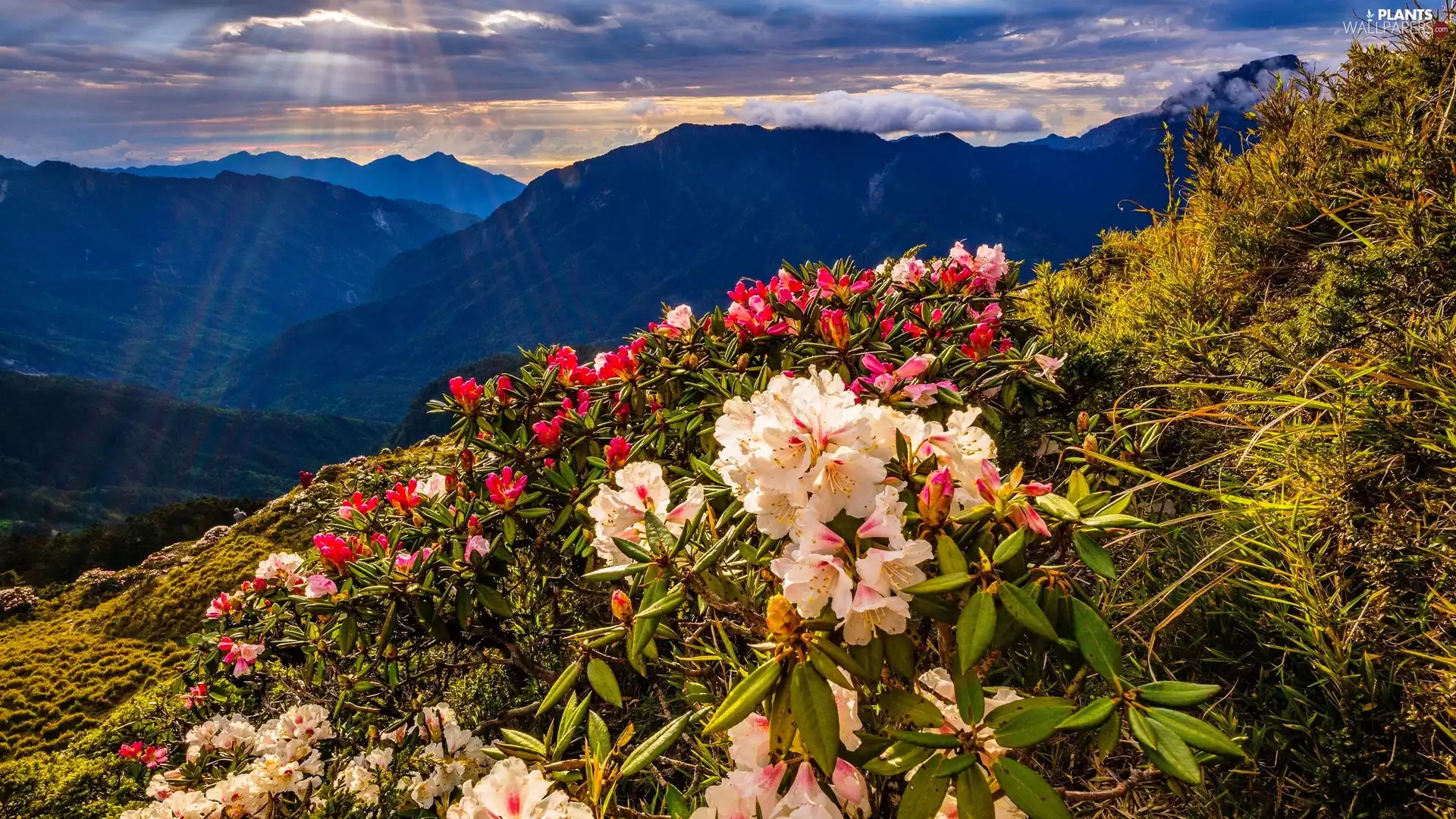 Flowers, Rhododendron, rays of the Sun, morning, Mountains