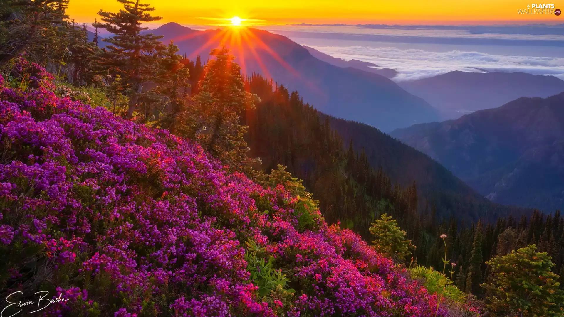 trees, viewes, rays of the Sun, rhododendron, Mountains