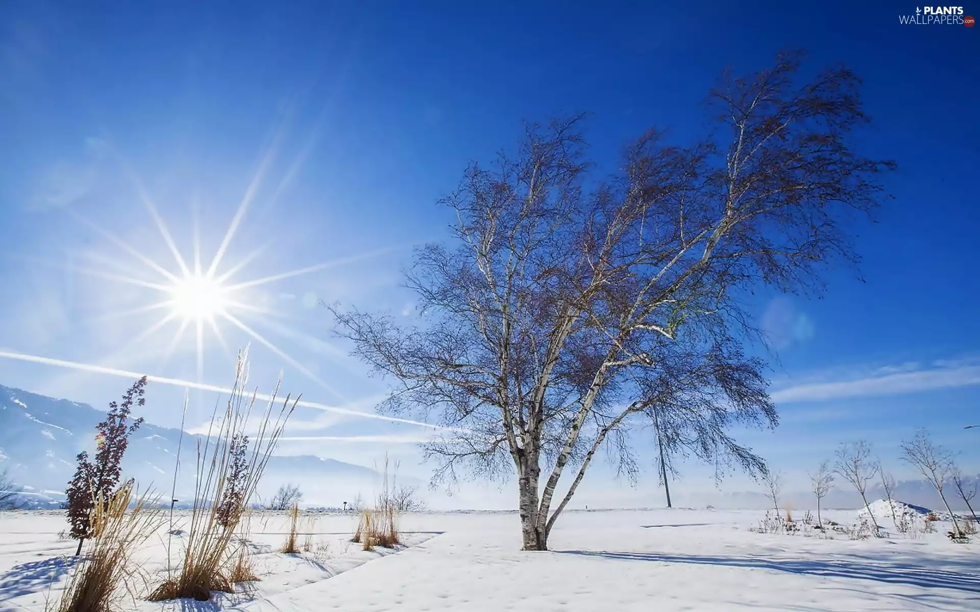 trees, Mountains, rays, sun, winter