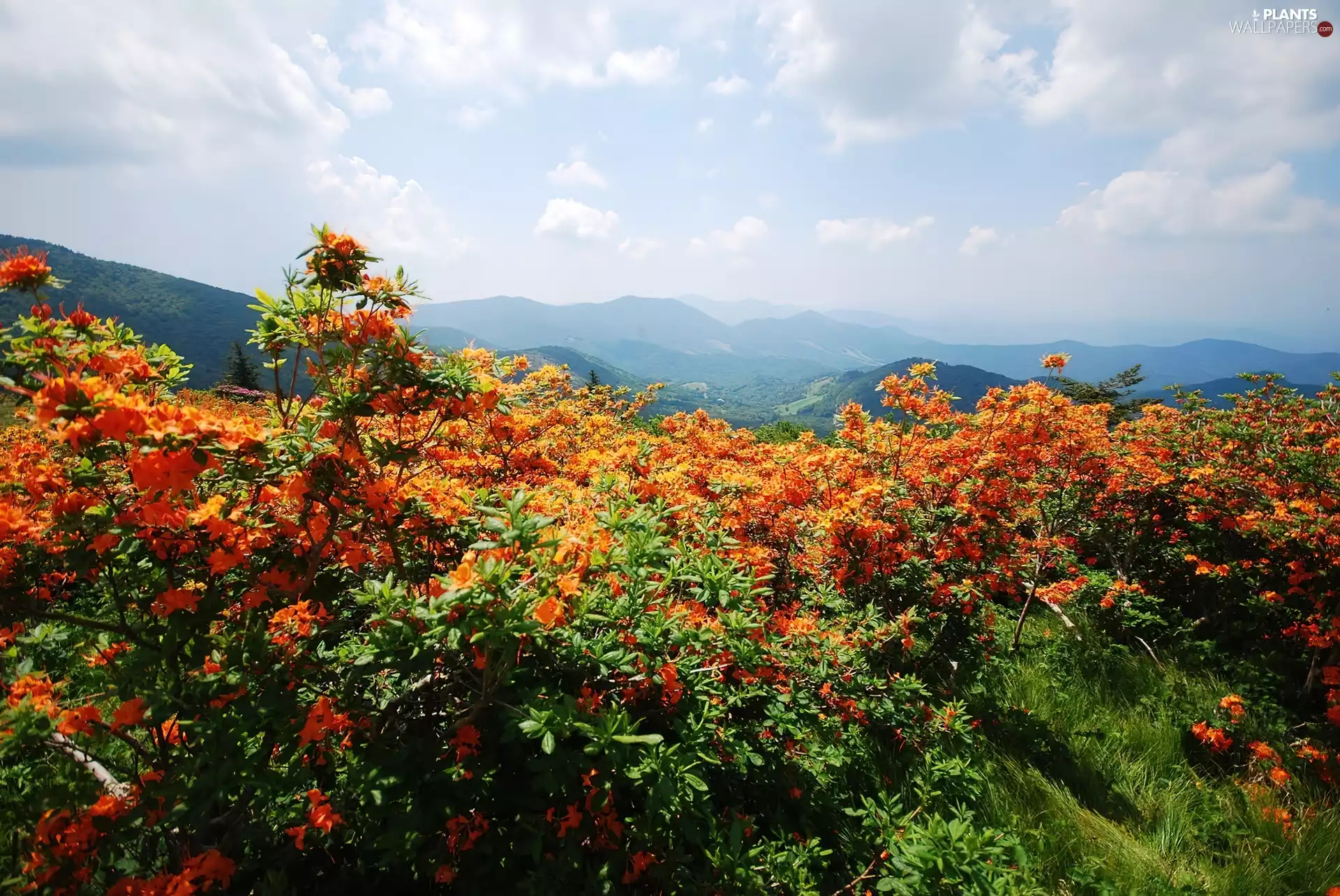 Mountains, rhododendron