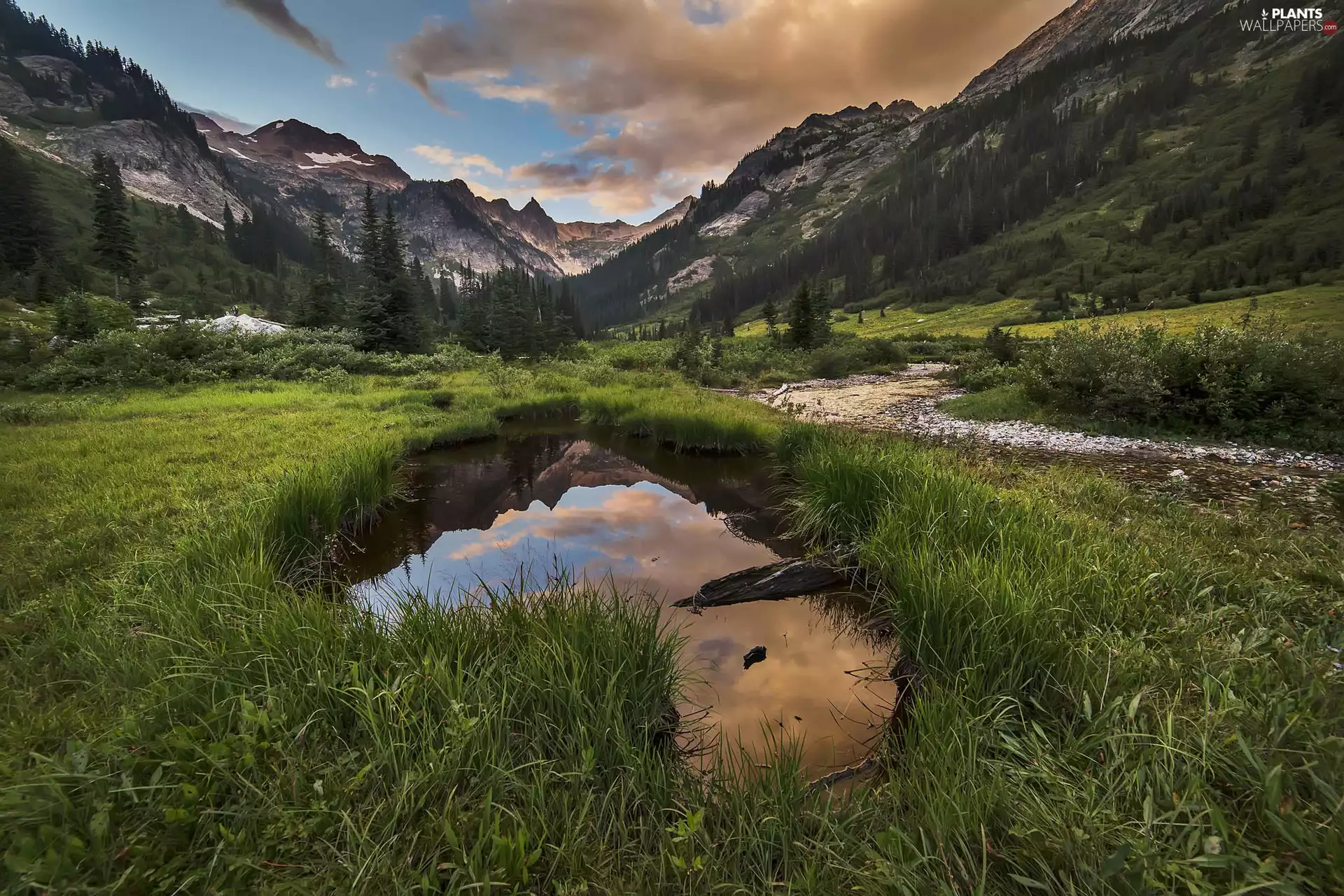 viewes, Mountains, River, trees, puddle