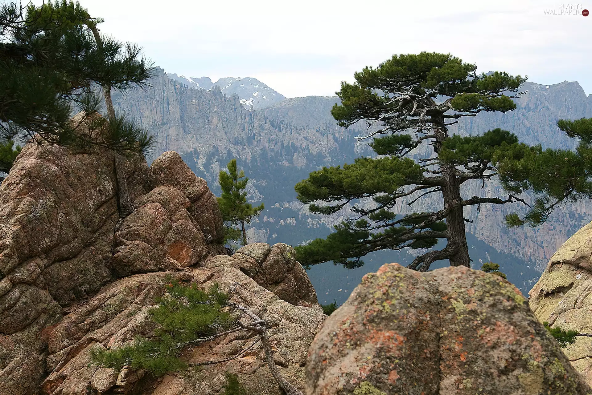 Mountains, pine, rocks