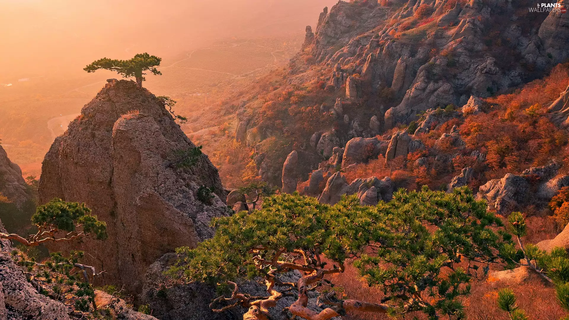 rocks, pine, Sunrise, Mountains