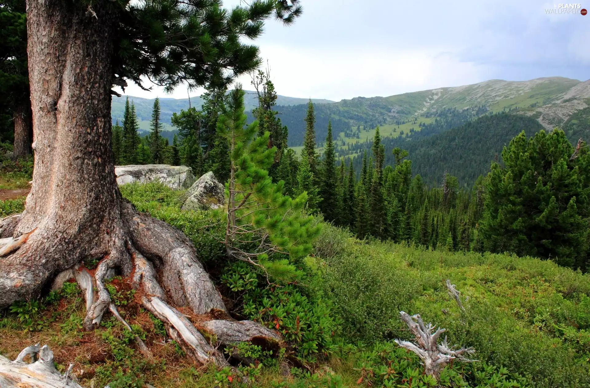 Mountains, trees, roots