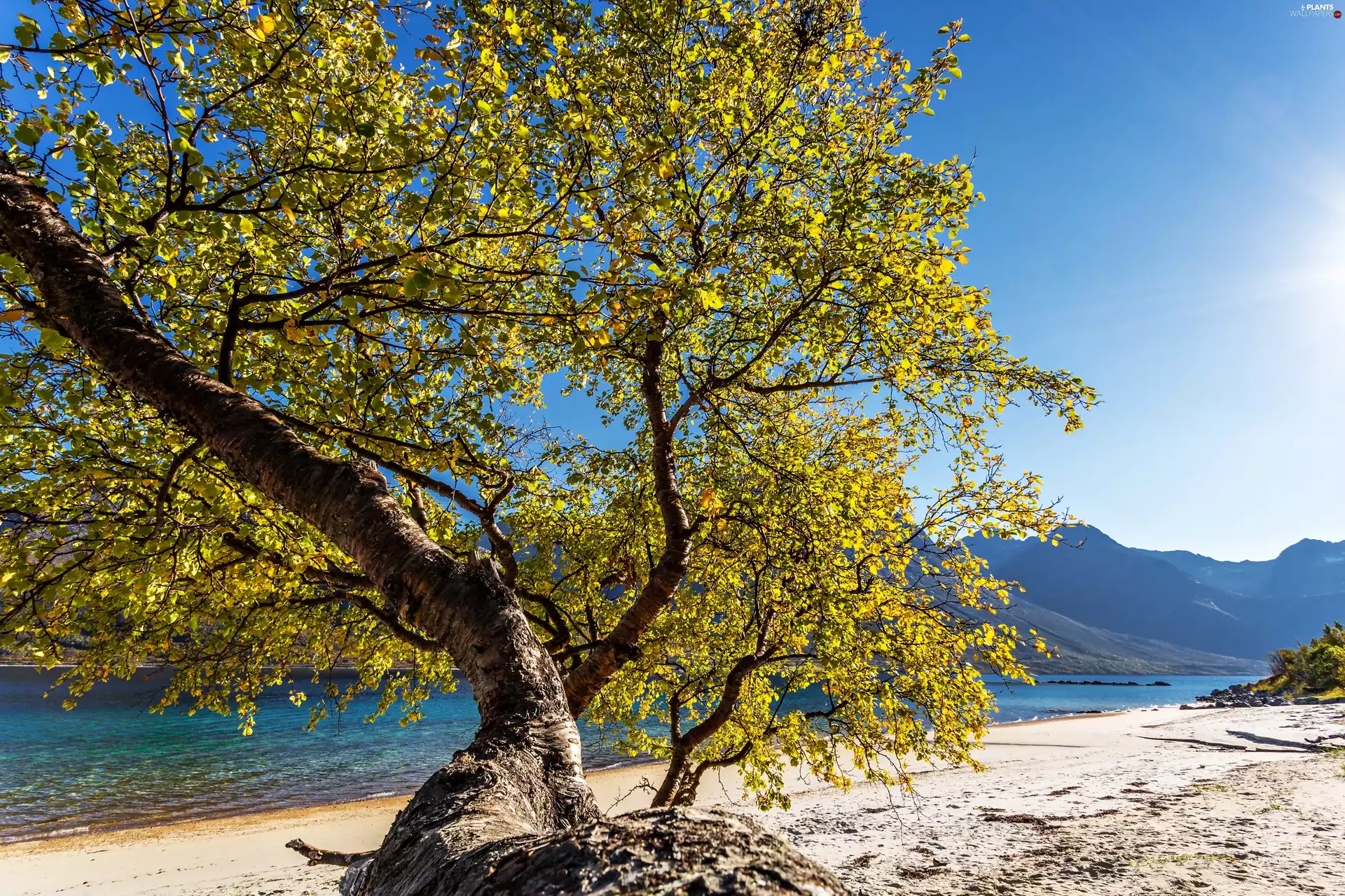 sea, Norway, trees, Mountains
