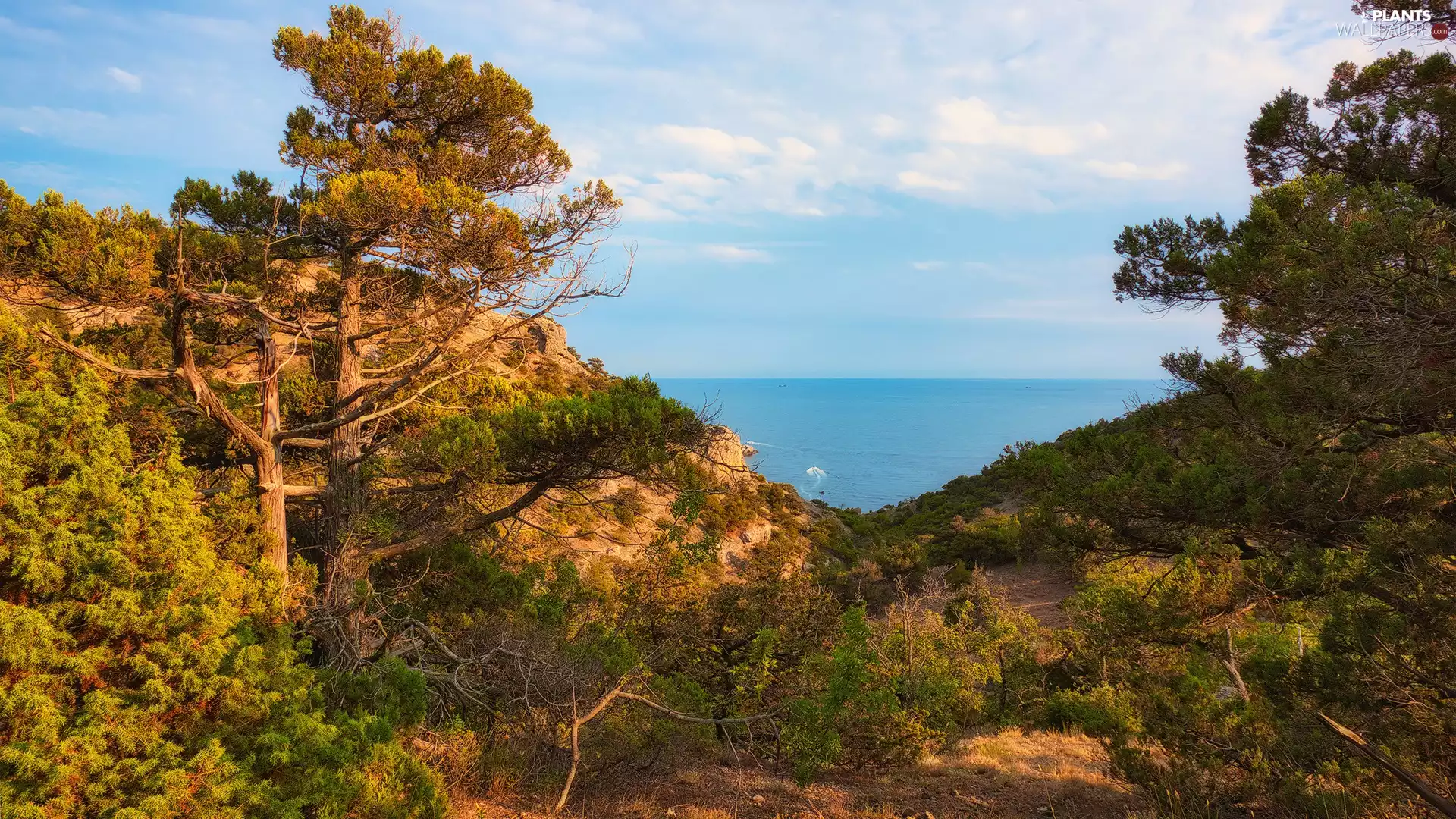 sea, trees, viewes, Mountains