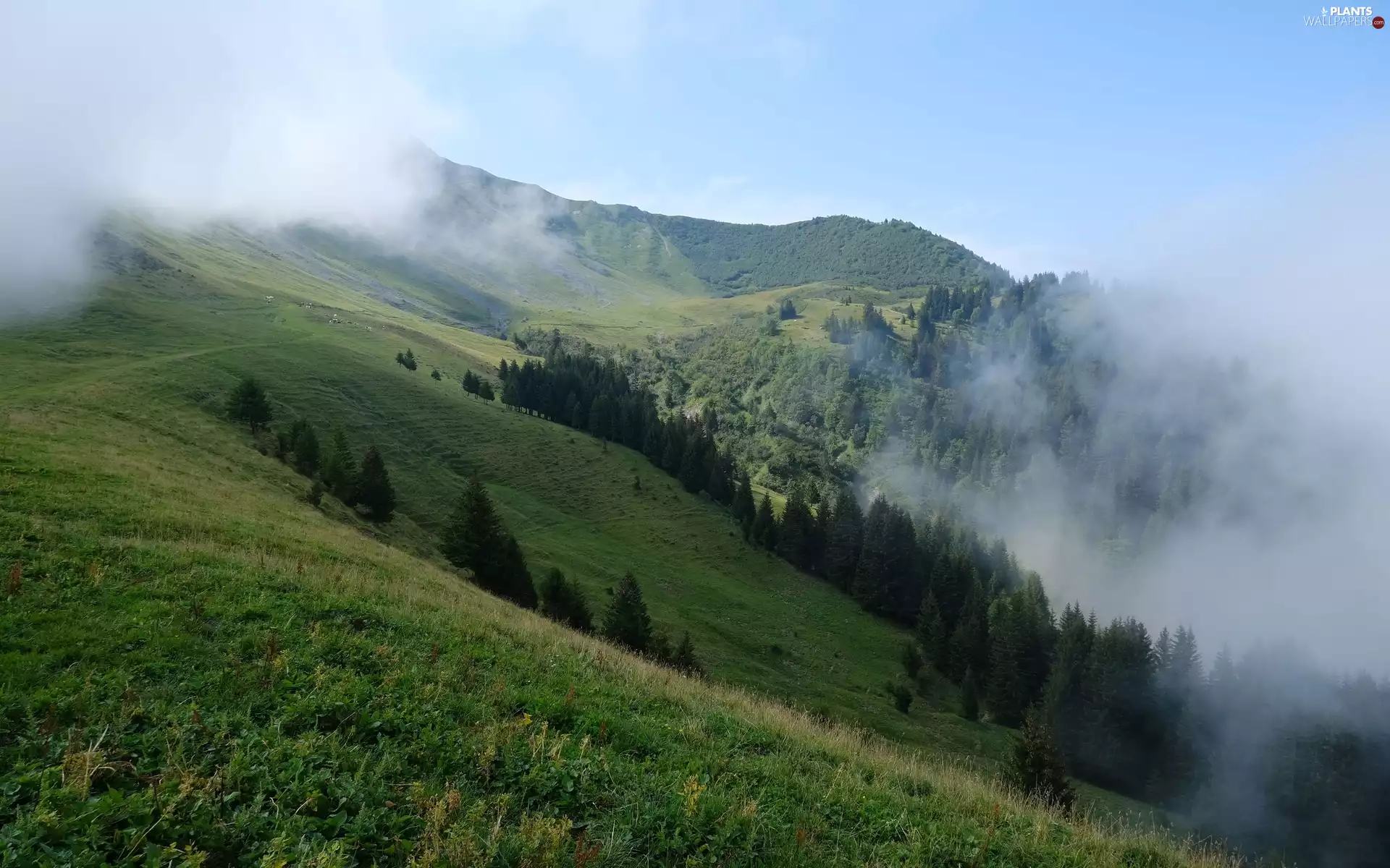 trees, Valley, Fog, Mountains, viewes, slope