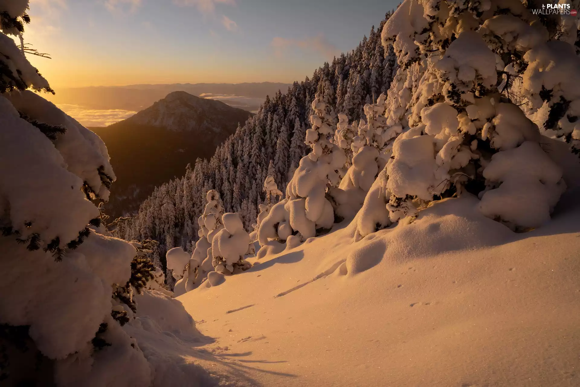 trees, winter, forest, Mountains, viewes, snow