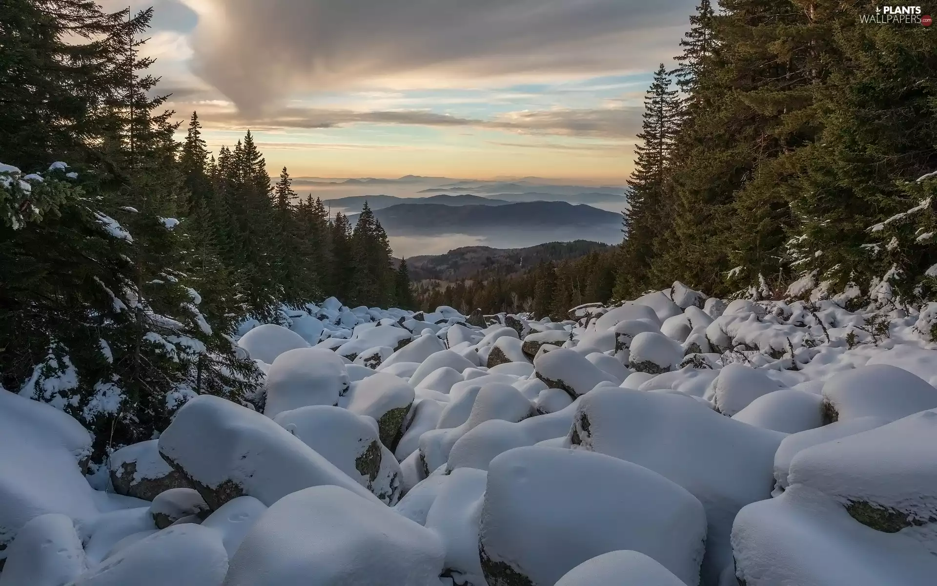 trees, forest, Snowy, Mountains, winter, viewes, Stones