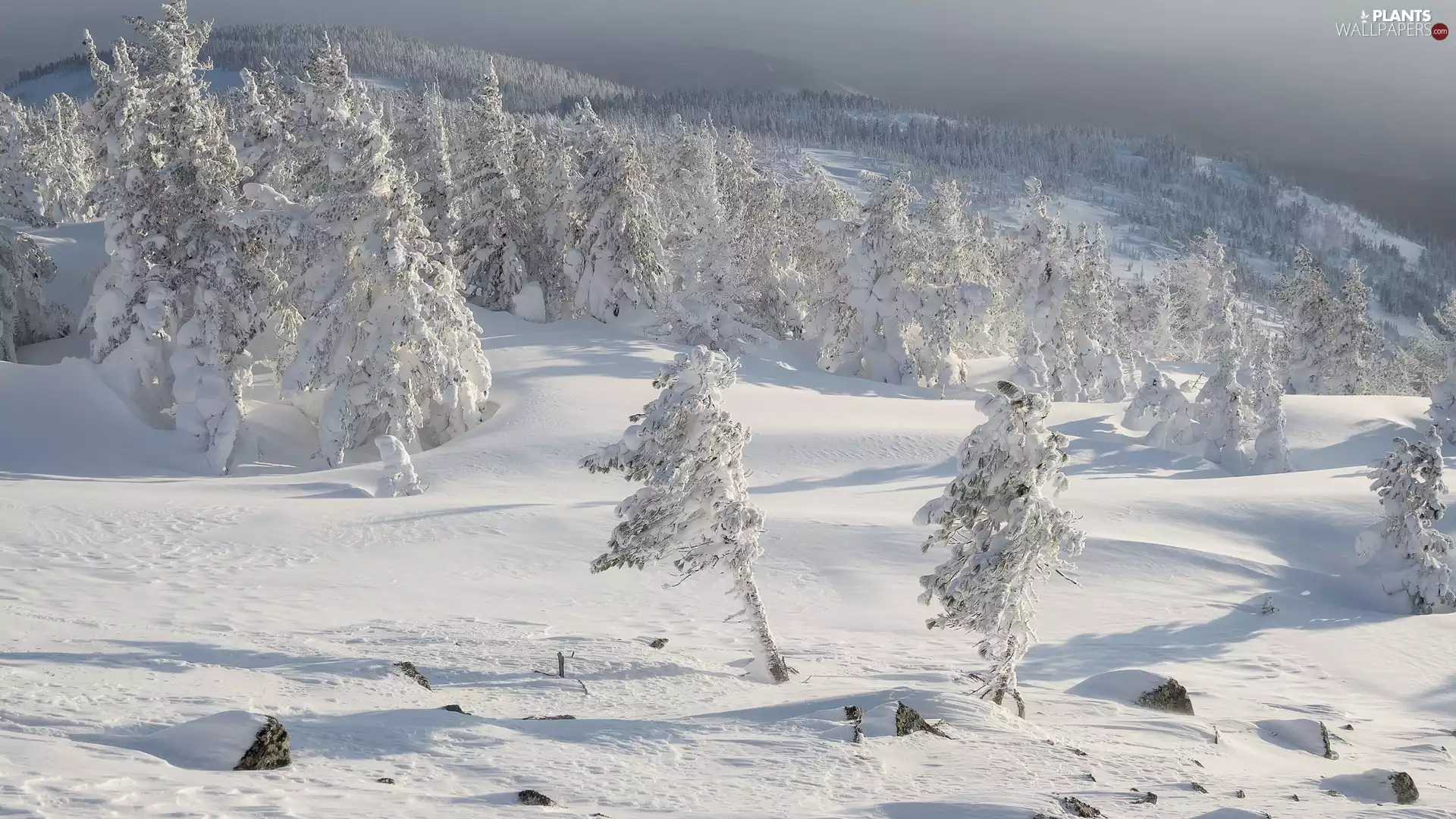 trees, winter, woods, Mountains, viewes, Snowy