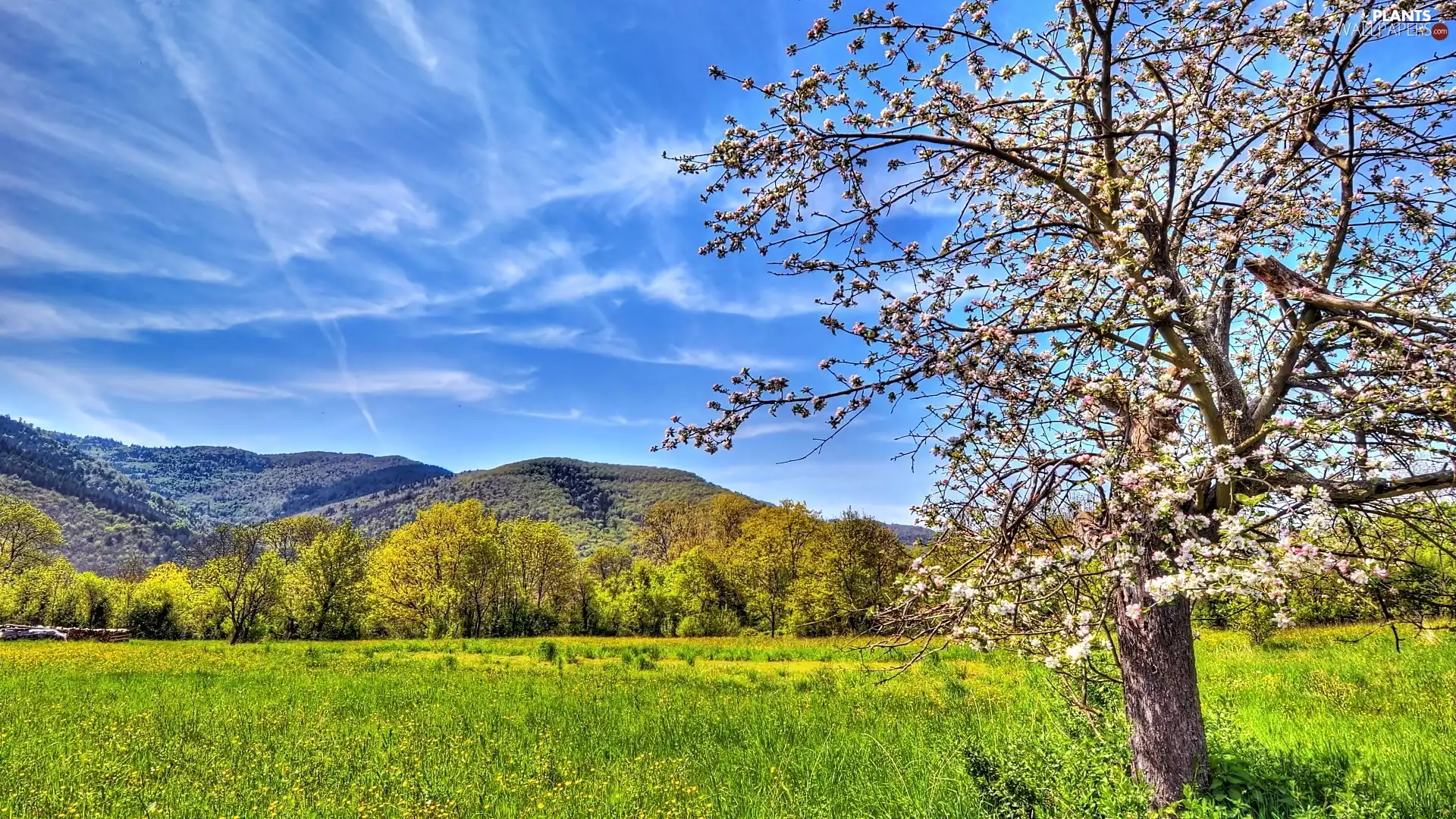 Blossoming, apple-tree, Mountains, Meadow, Spring