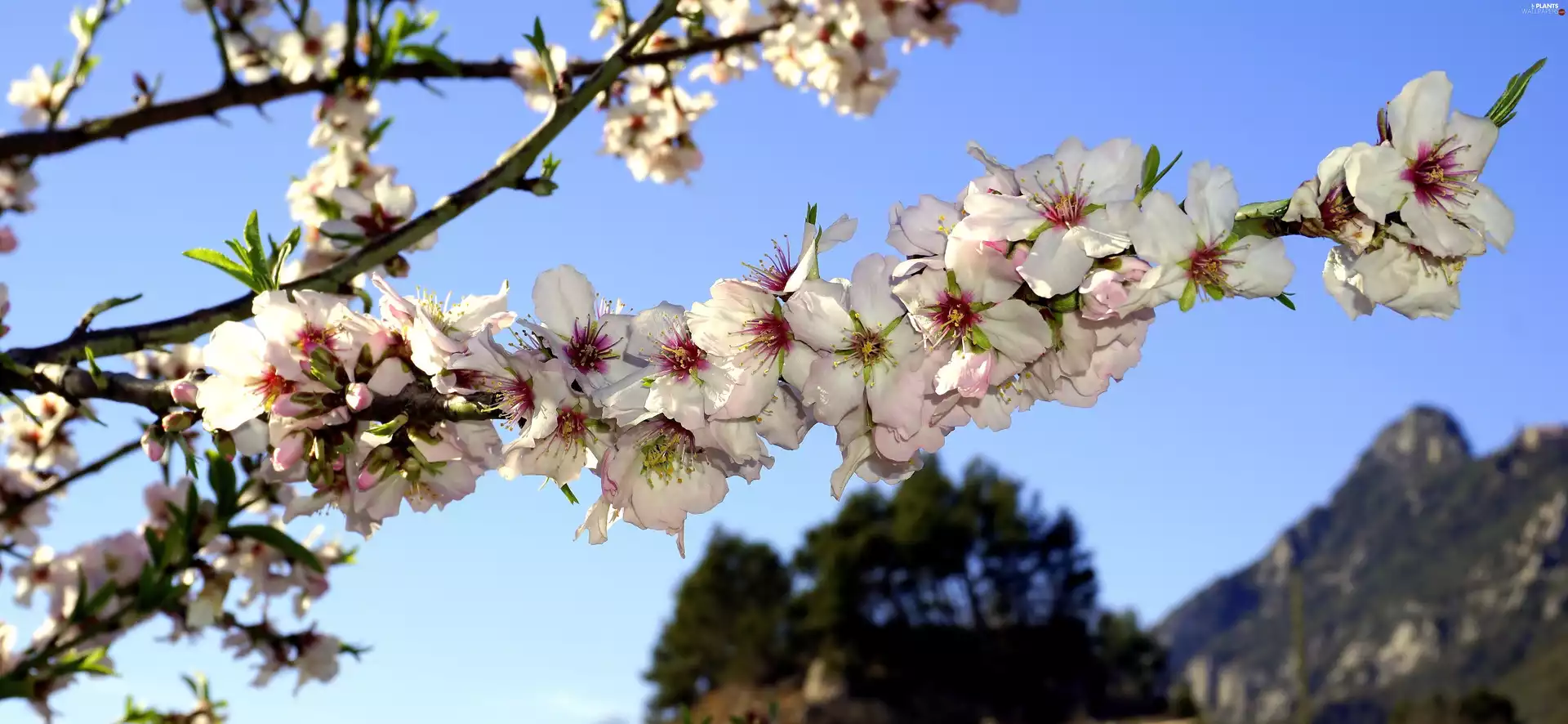 Spring, Blossoming Twig, Mountains