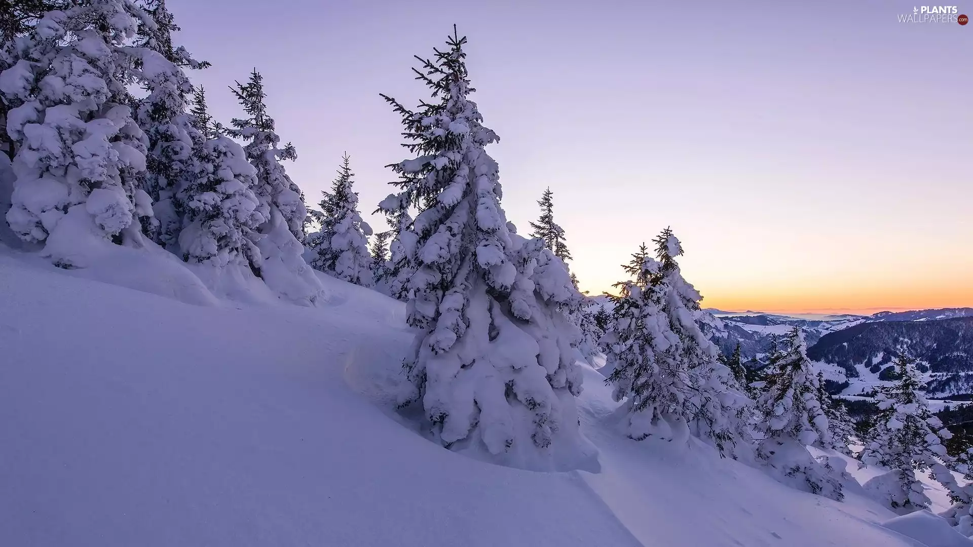 trees, winter, Spruces, Mountains, Switzerland, viewes, snow