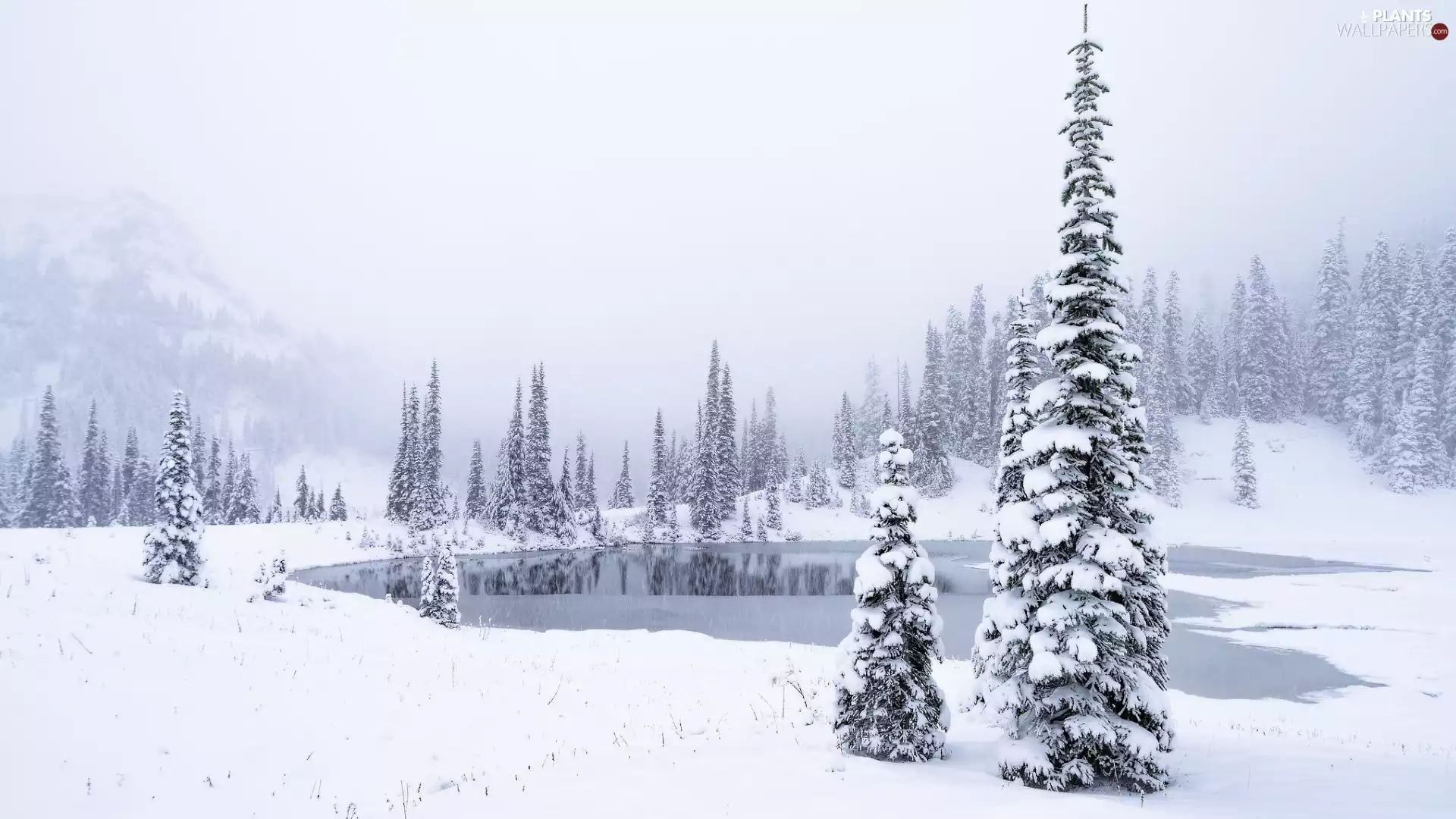 viewes, winter, Hazy, Spruces, lake, The United States, Washington State, trees, Snowy, Mount Rainier National Park, Mountains