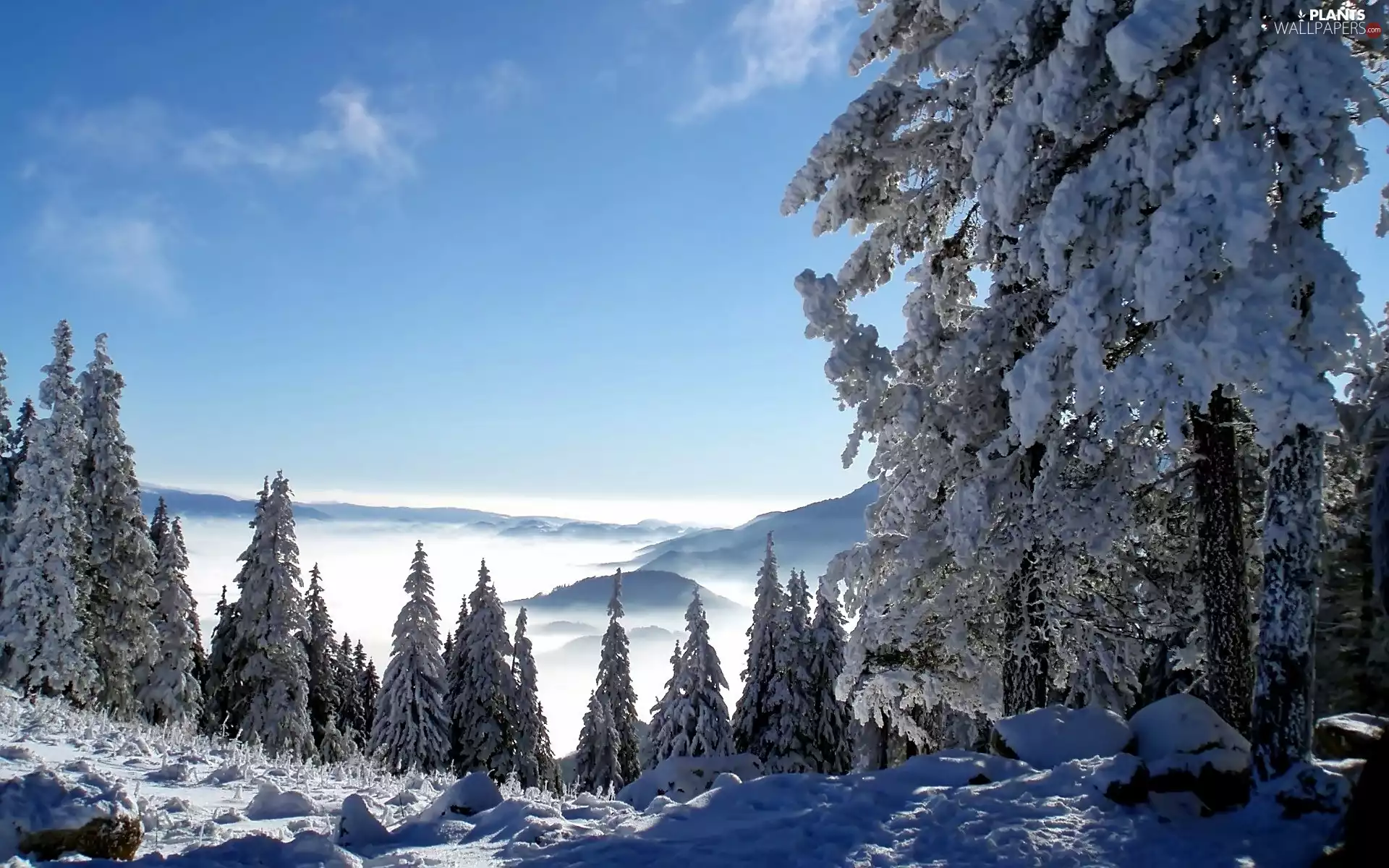 Mountains, Hazy, Snowy, Spruces, luminosity, shadow, sun, flash, ligh