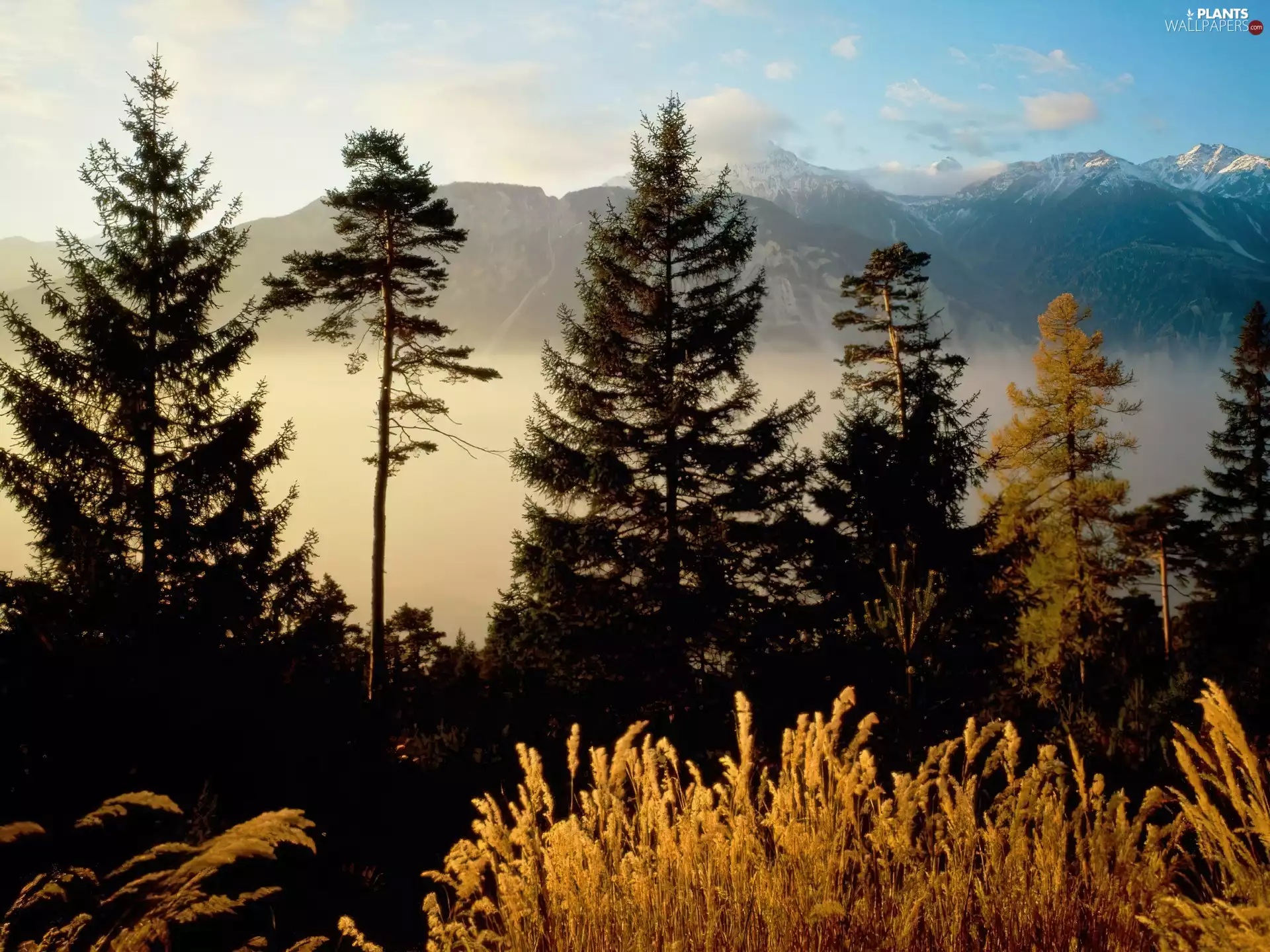 Switzerland, trees, viewes, mountains
