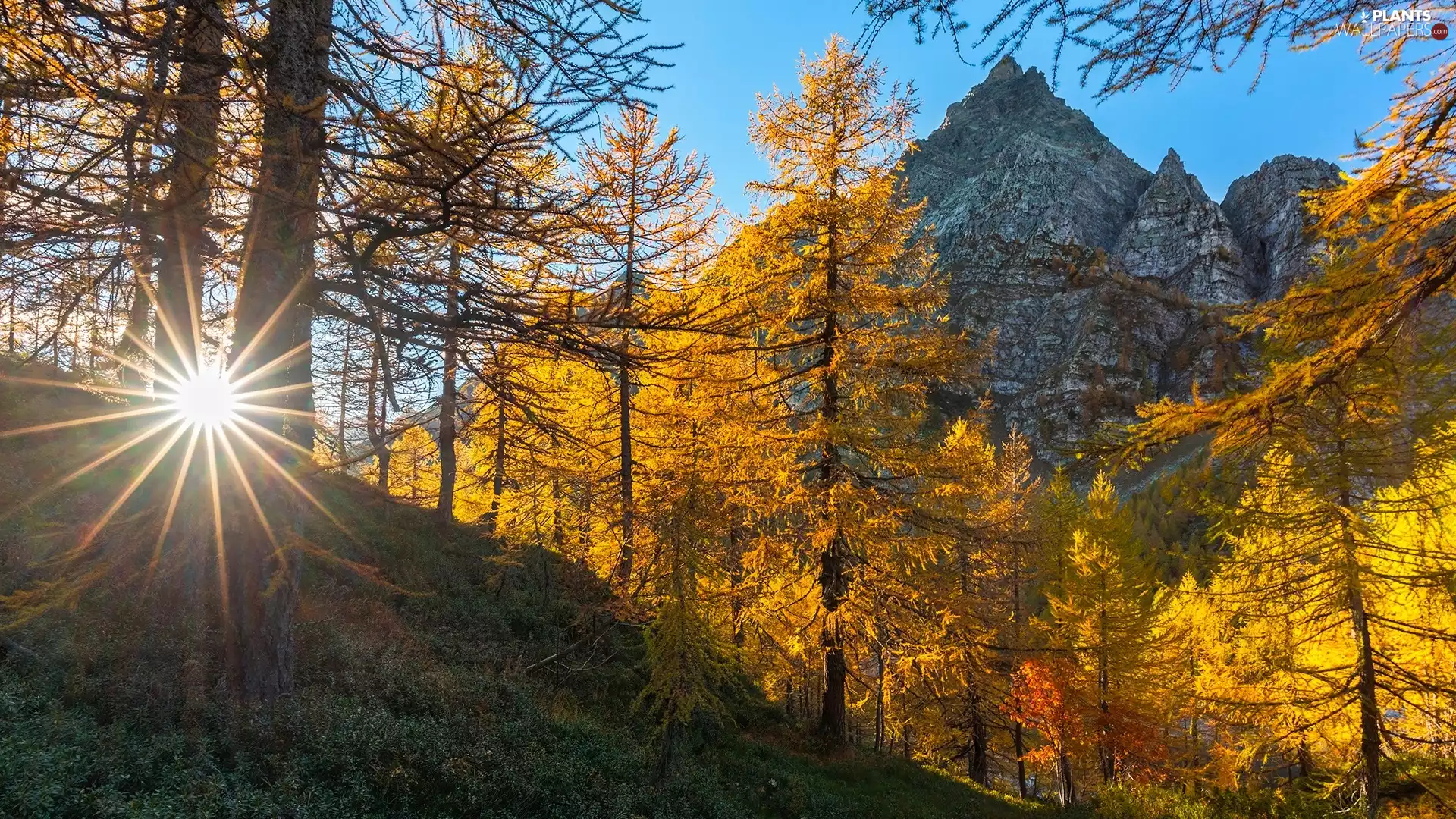 rays of the Sun, autumn, trees, viewes, Mountains