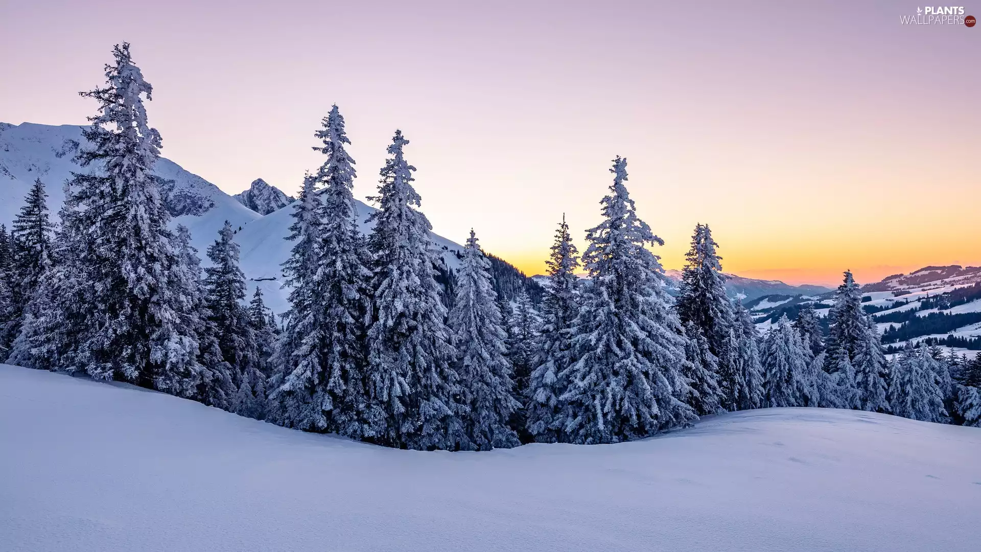 trees, Spruces, The Hills, Snowy, winter, viewes, Mountains