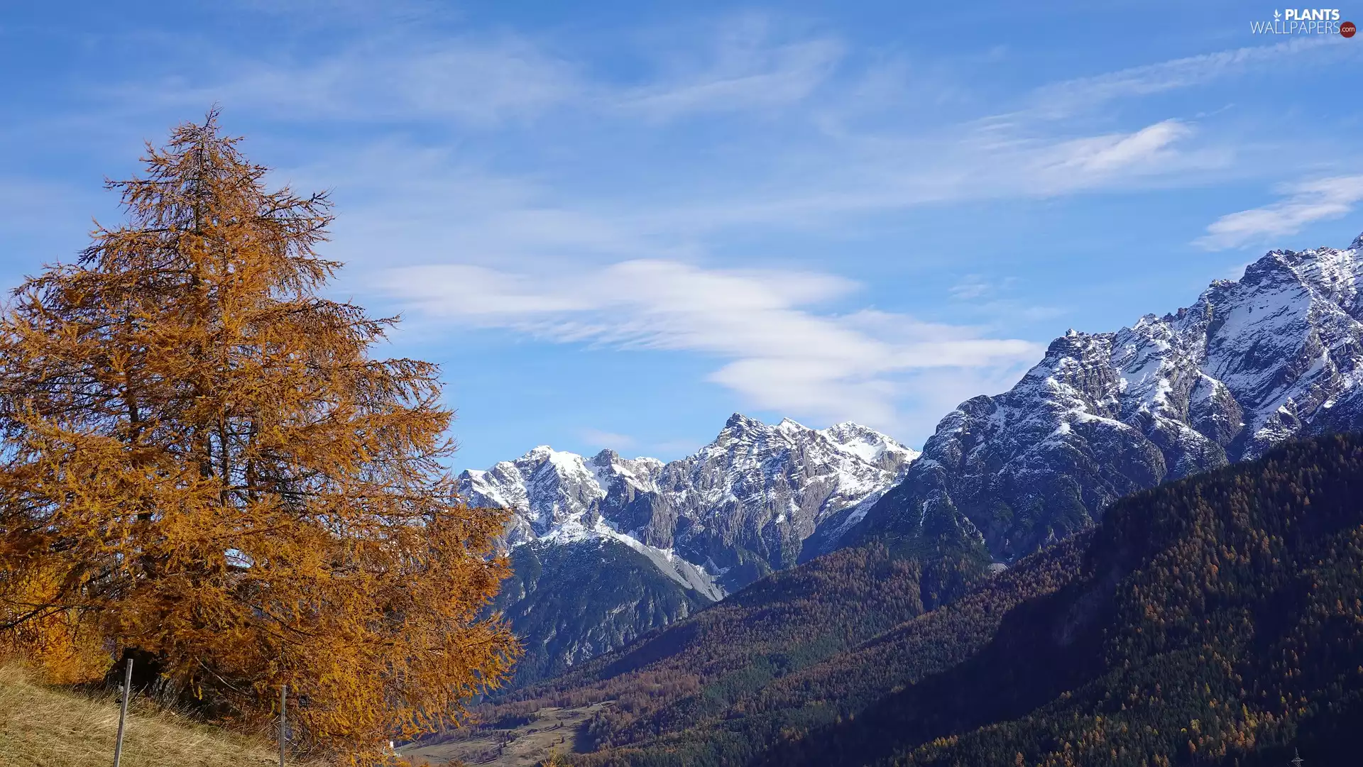 larch, Mountains, trees, viewes, autumn