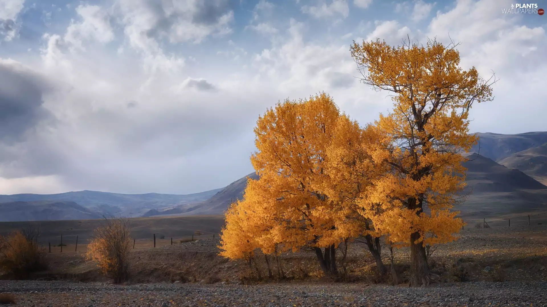 Poplars, Mountains, trees, viewes, Autumn