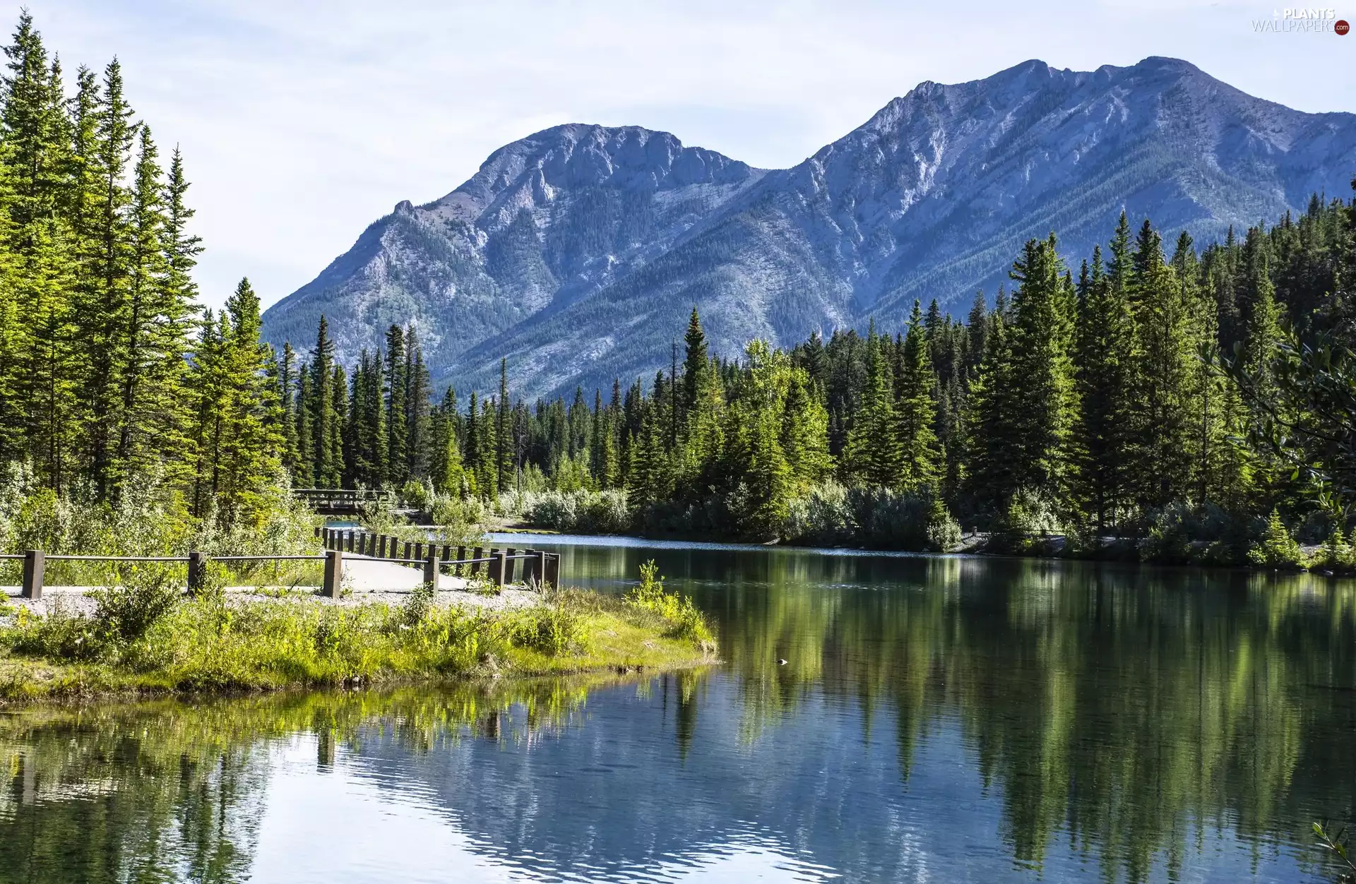 forest, bridge, trees, Mountains, River, Way, viewes