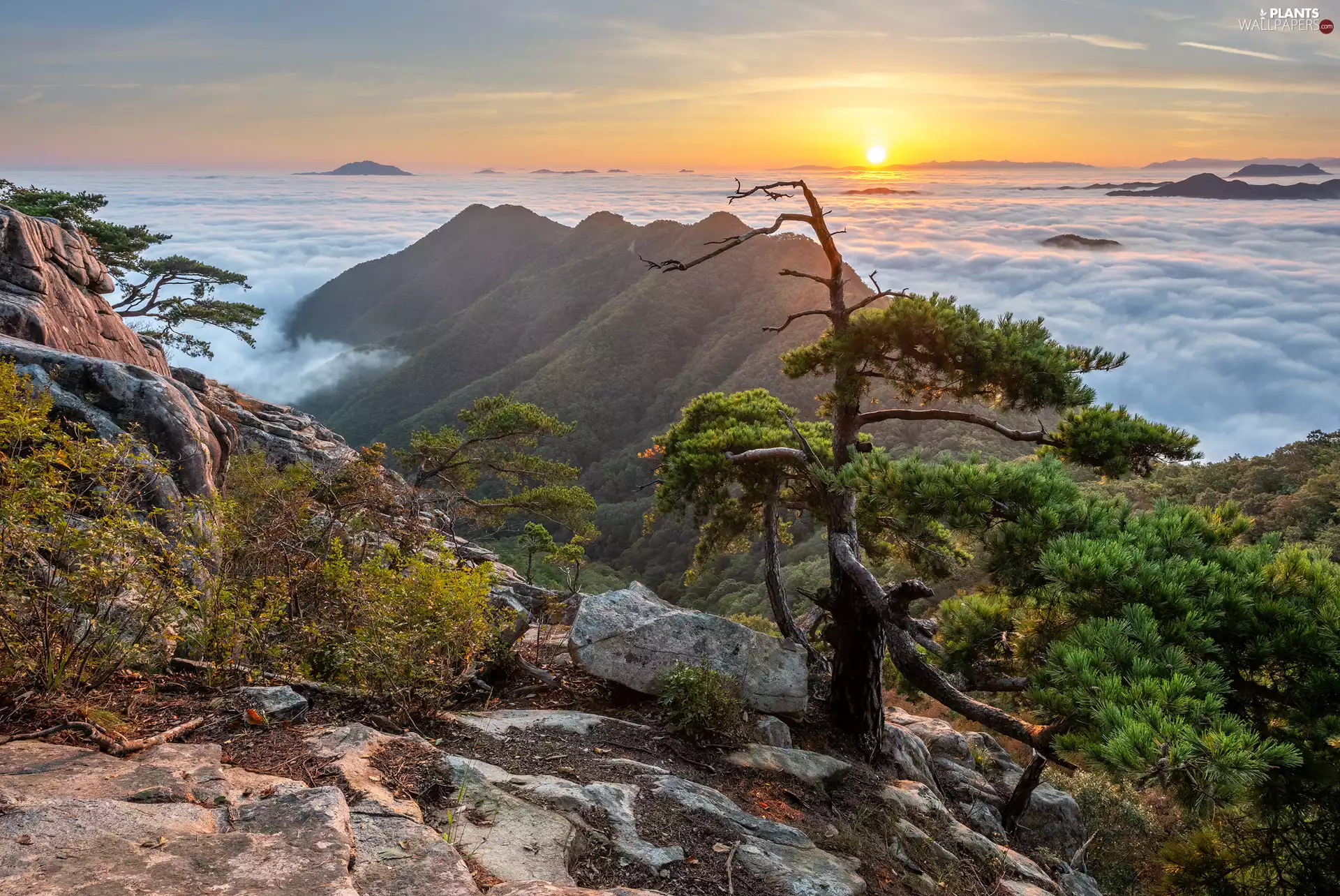 rocks, clouds, trees, Mountains, Sunrise, Fog, pine
