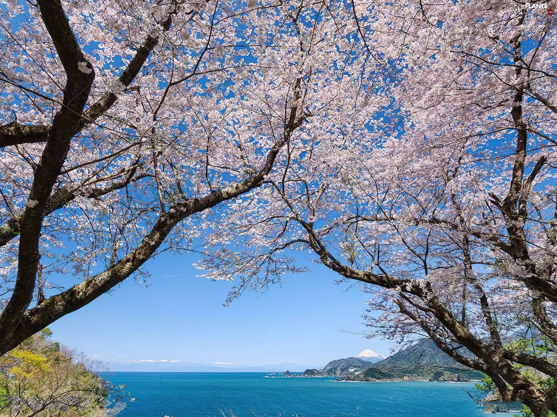 Coast, Mountains, trees, viewes, flourishing