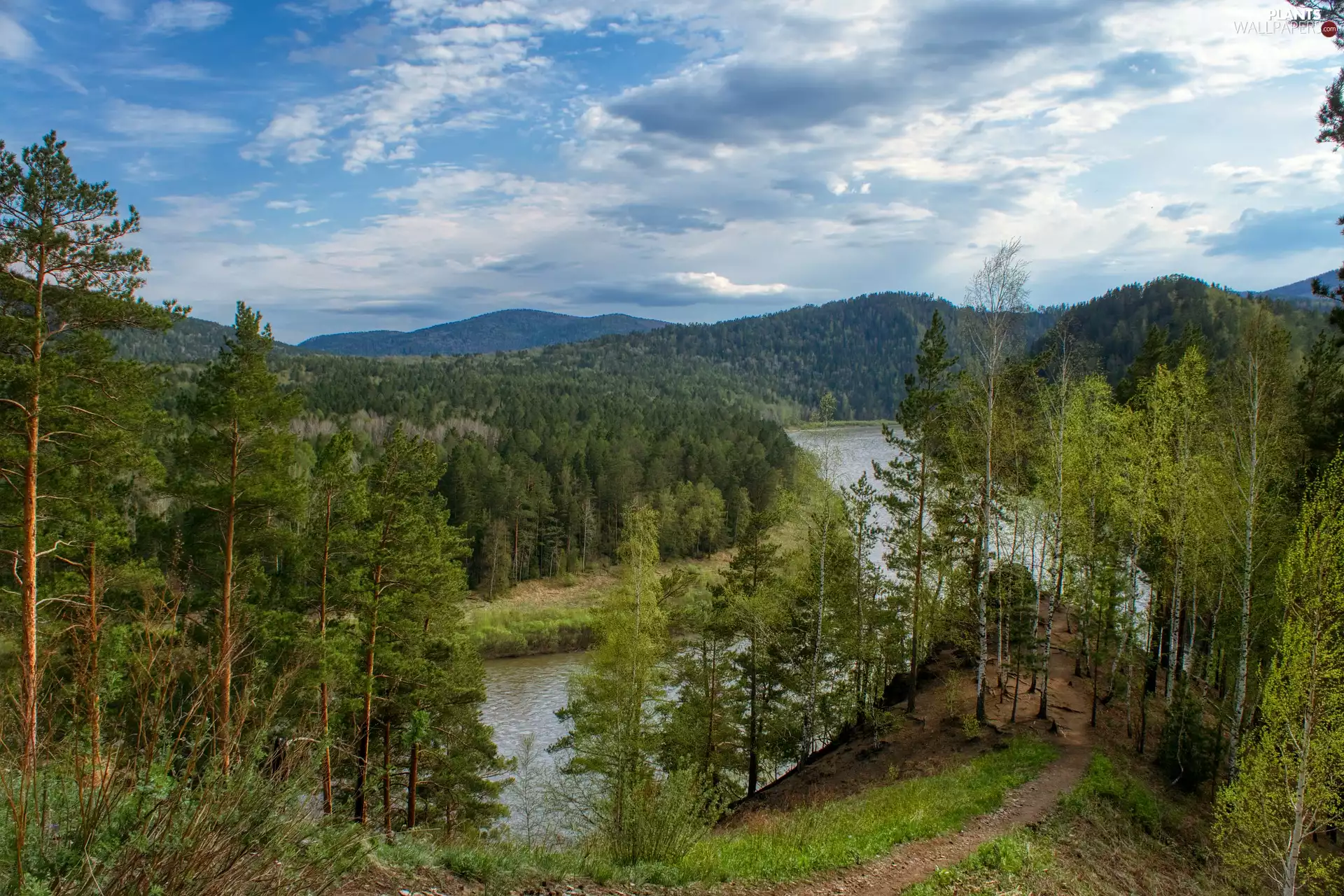 viewes, River, forest, Mountains, birch, trees