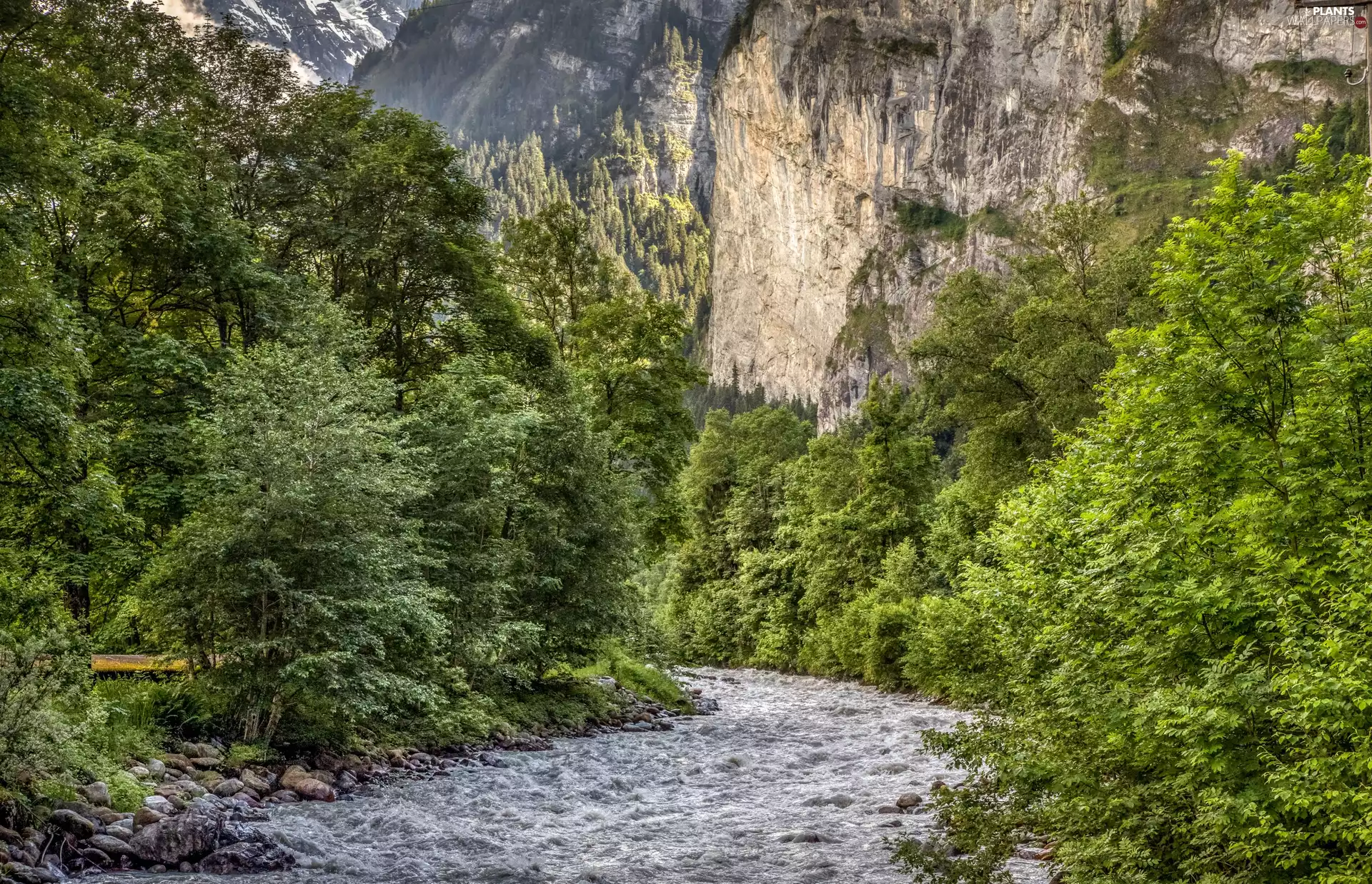 River, Mountains, trees, viewes, forest