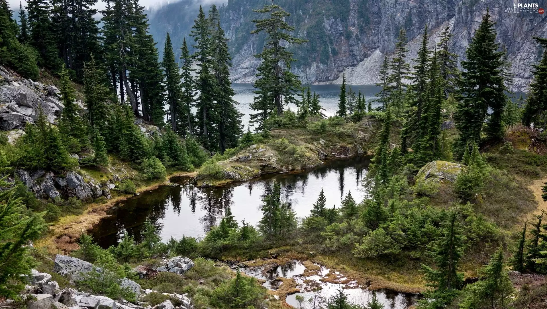 Spruces, Mountains, trees, viewes, lake