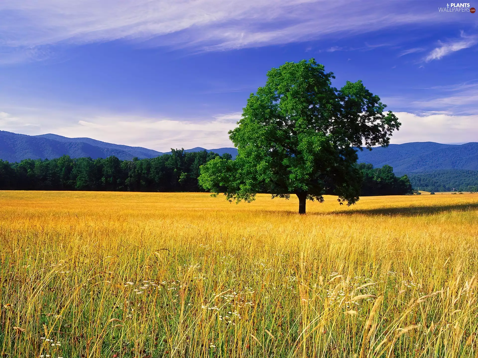 forest, Mountains, trees, oak, Meadow