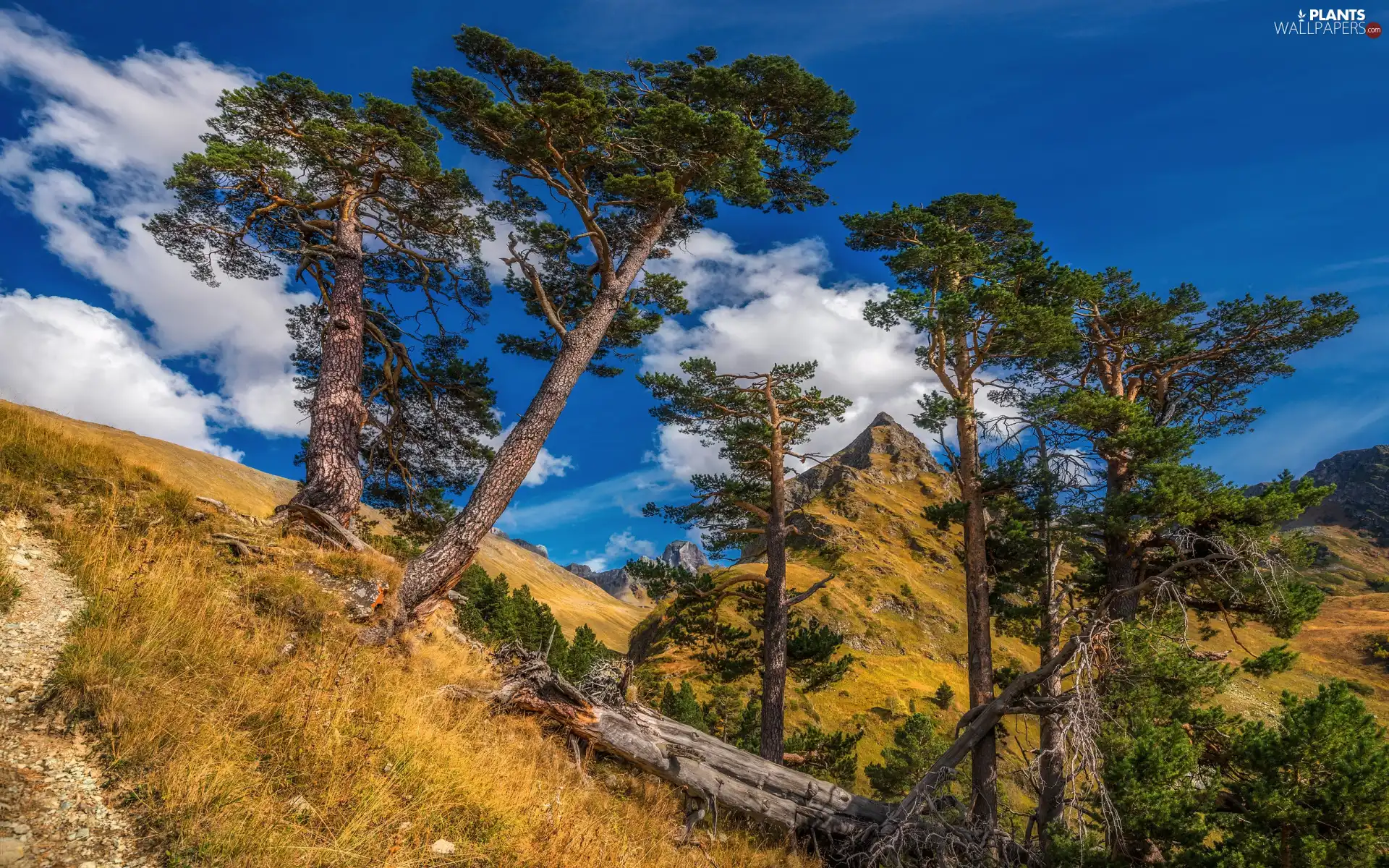 pine, Mountains, trees, viewes, Mountains