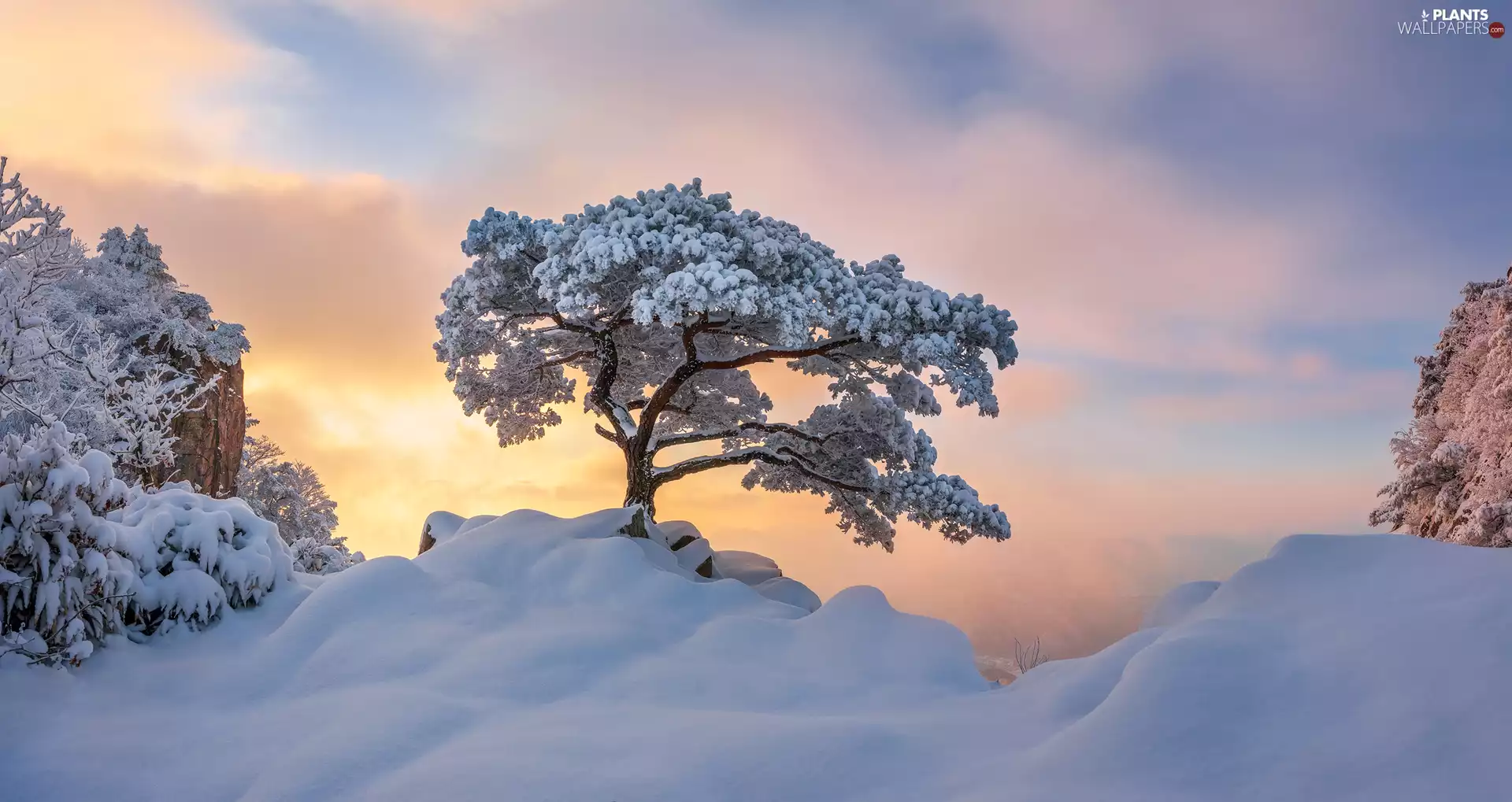 pine, winter, Rocks, Mountains, snow, trees