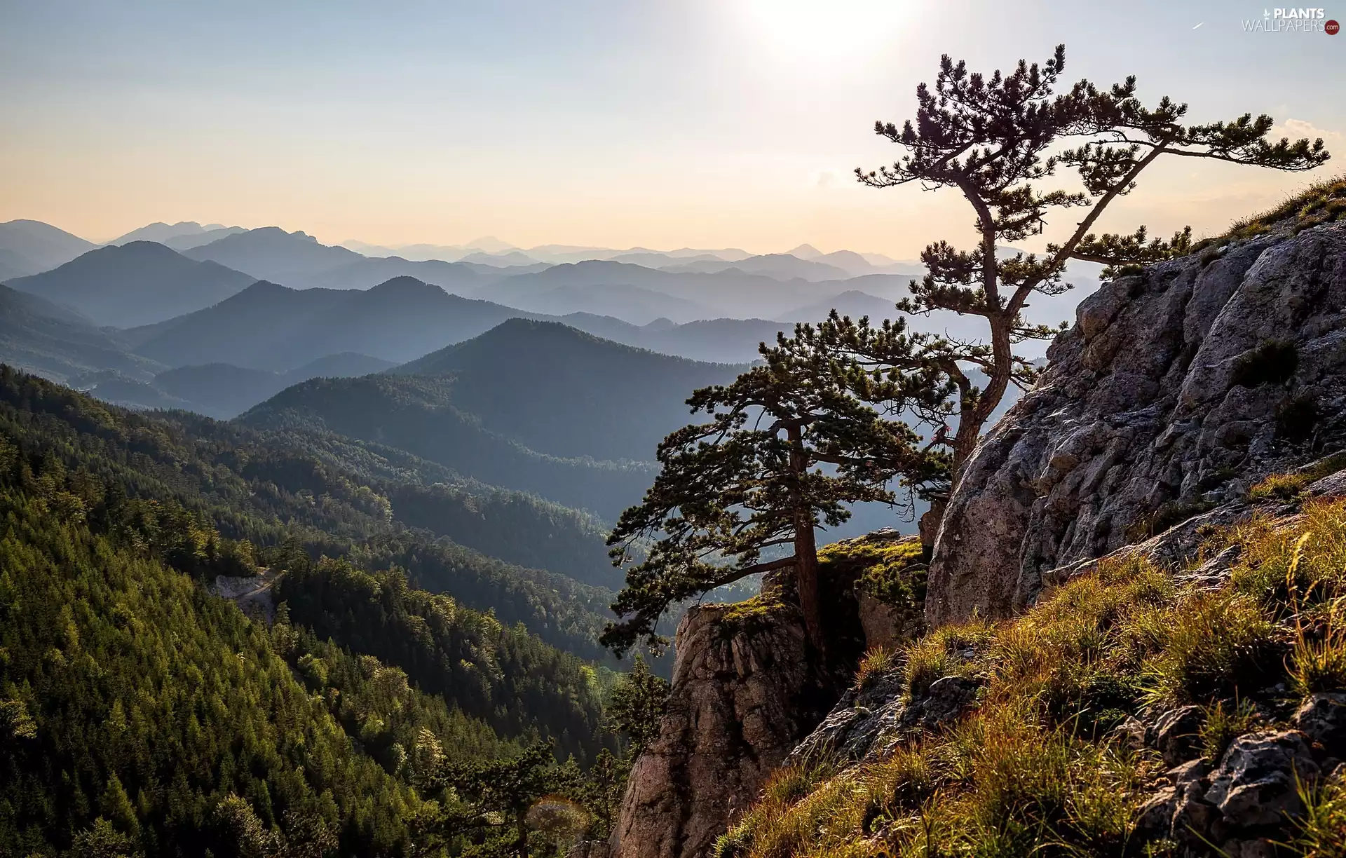 pine, Mountains, trees, viewes, rocks
