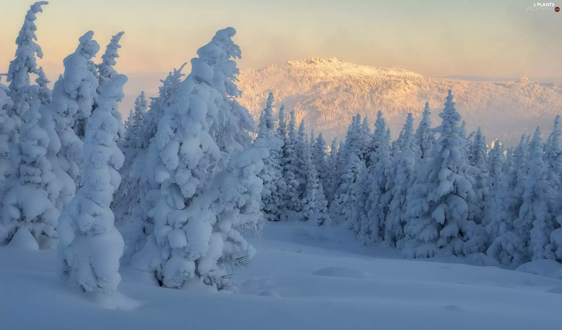 viewes, winter, Spruces, Mountains, Snowy, trees