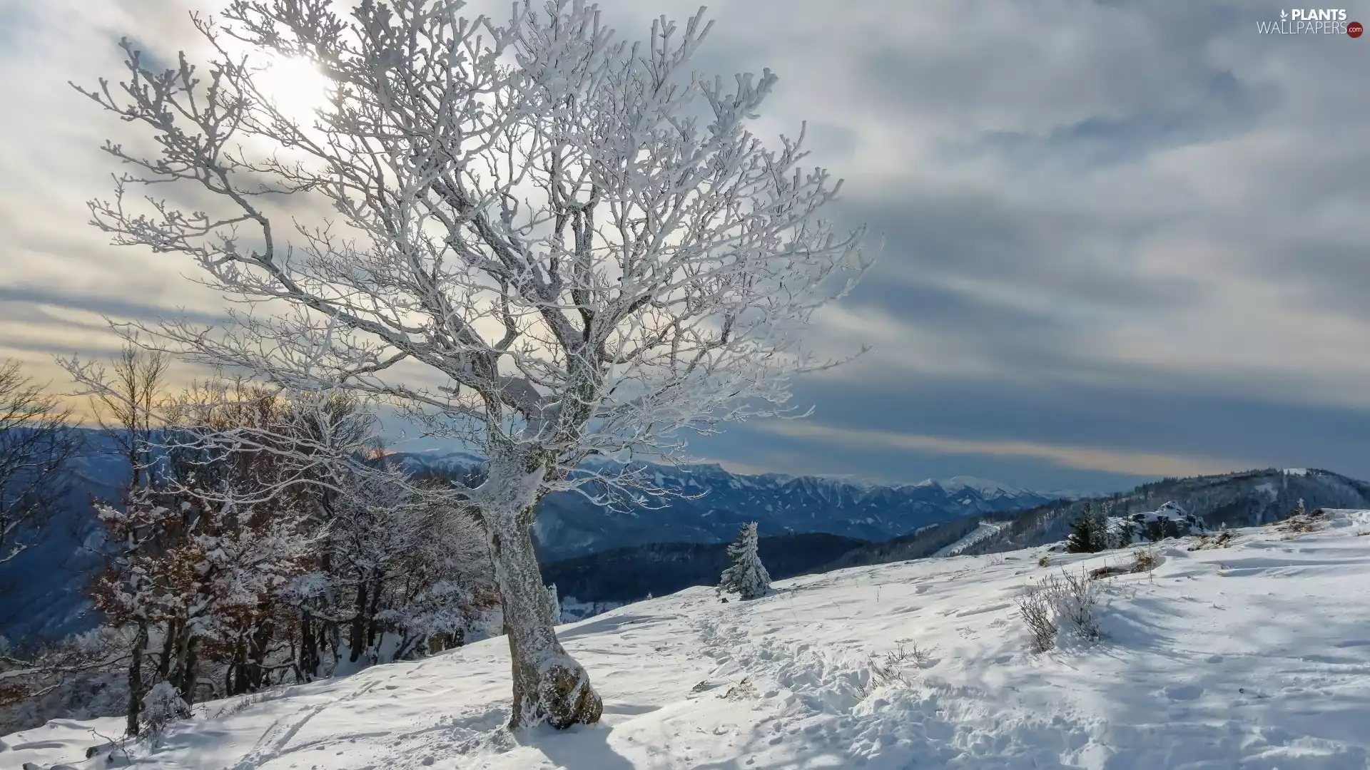 viewes, winter, trees, Mountains, Snowy, trees