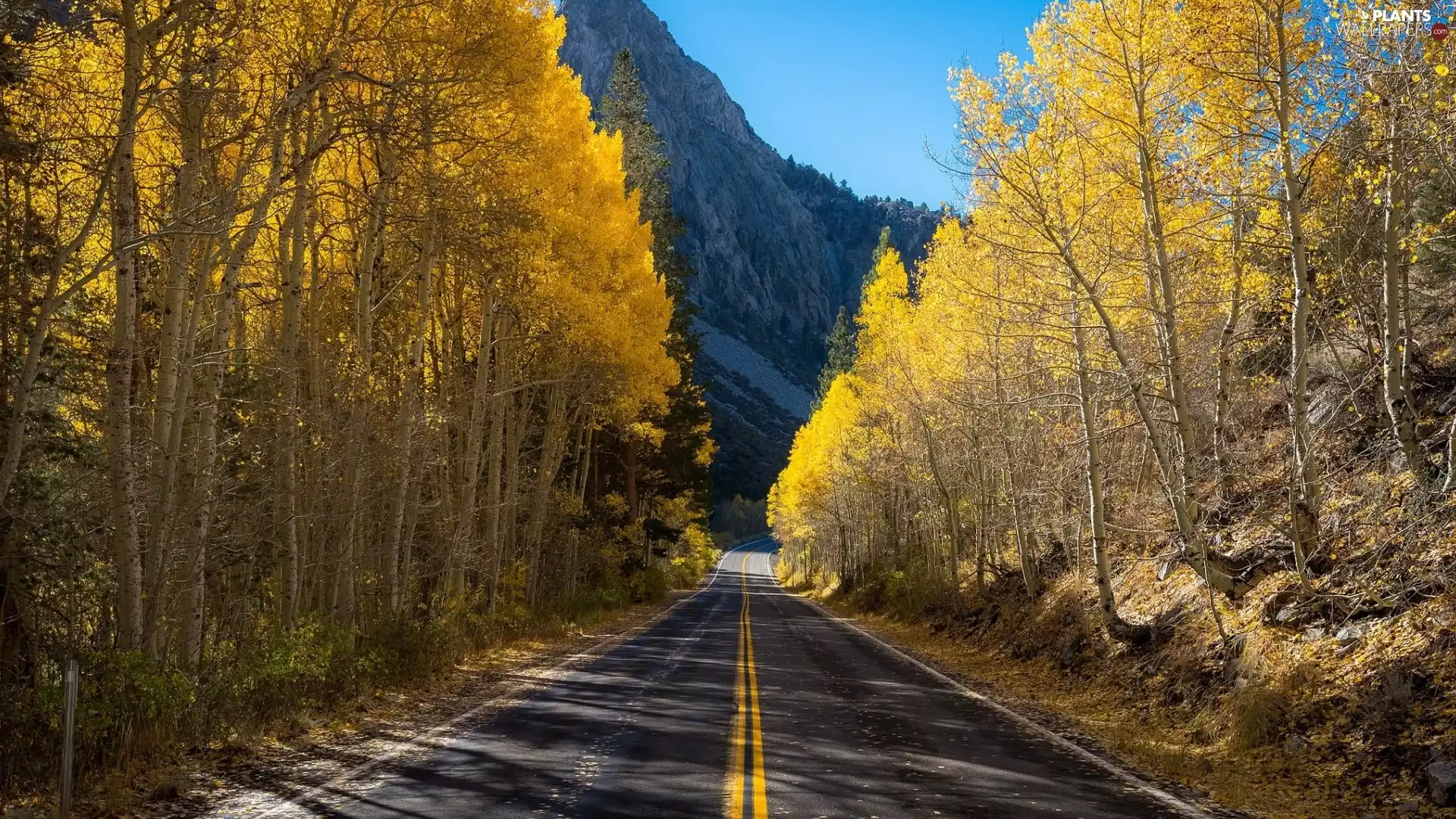 autumn, Mountains, trees, viewes, Way
