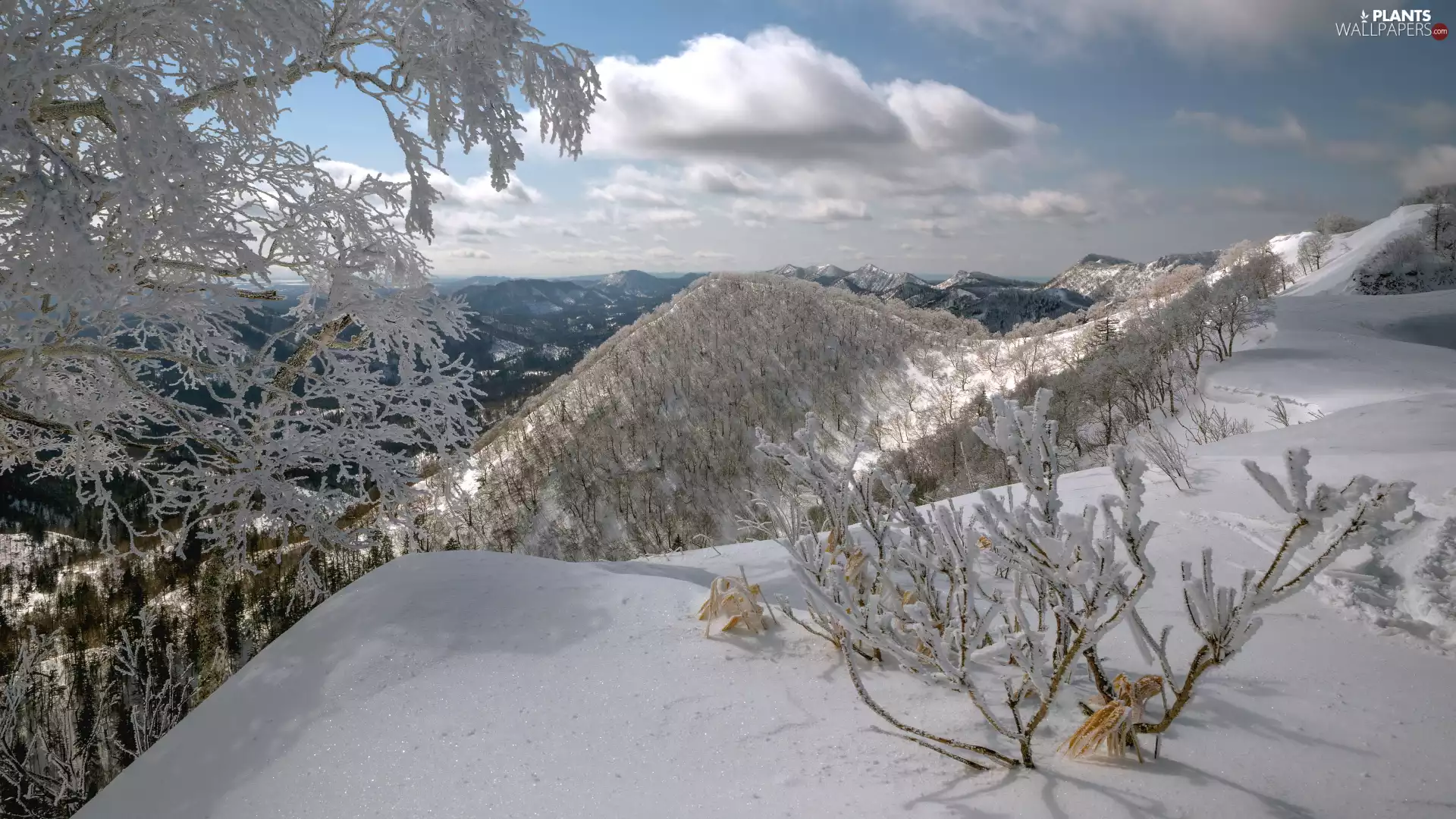 Bush, Mountains, trees, viewes, winter