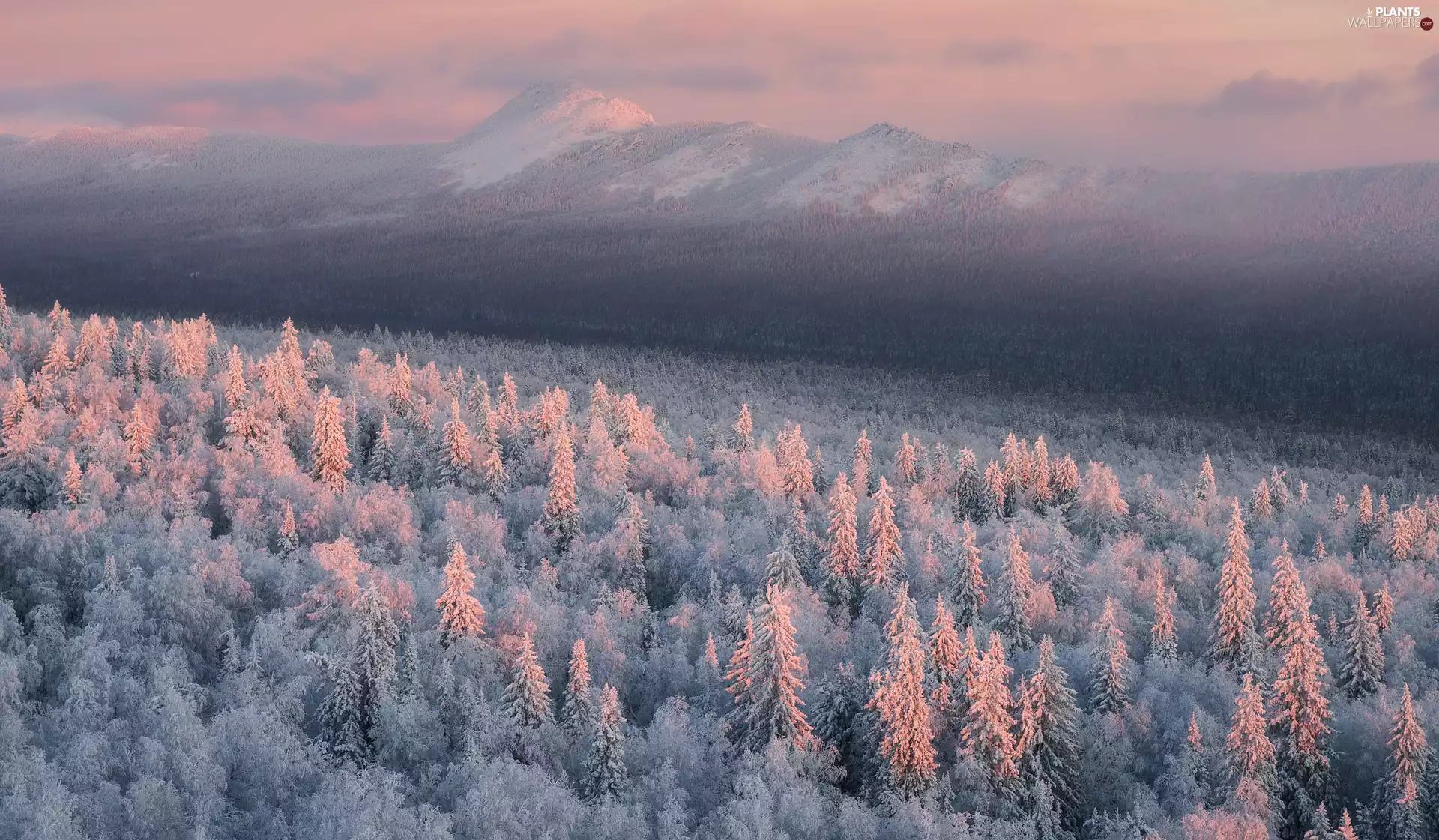 viewes, winter, woods, Mountains, Snowy, trees