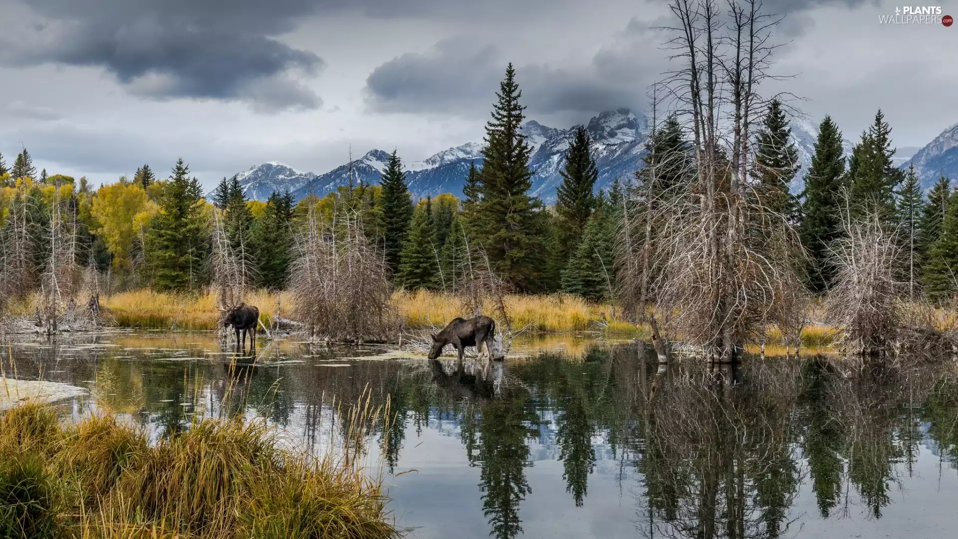 elks, coast, viewes, Two cars, lake, trees, Mountains