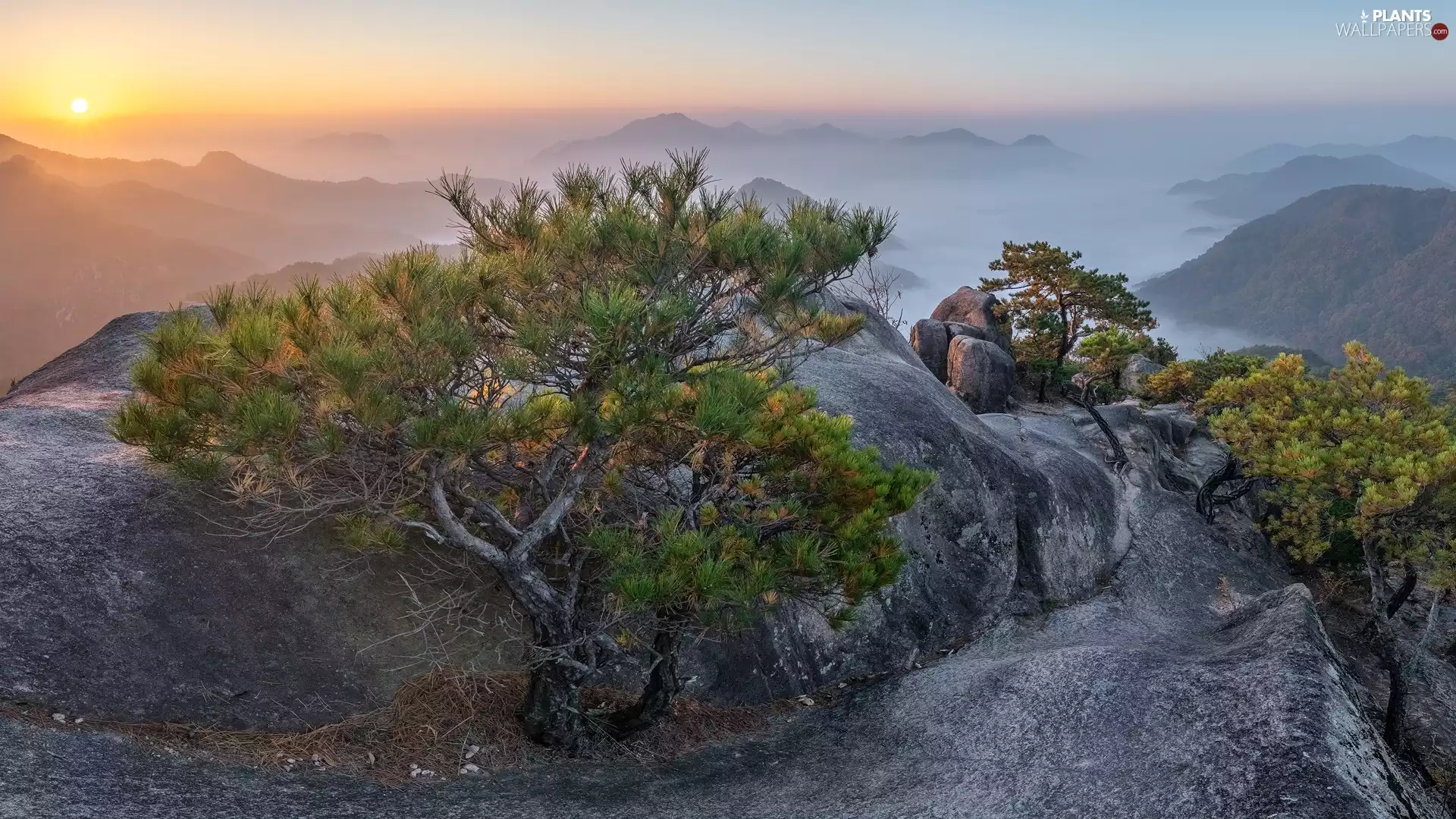 rocks, Fog, viewes, Mountains, Sunrise, trees, pine