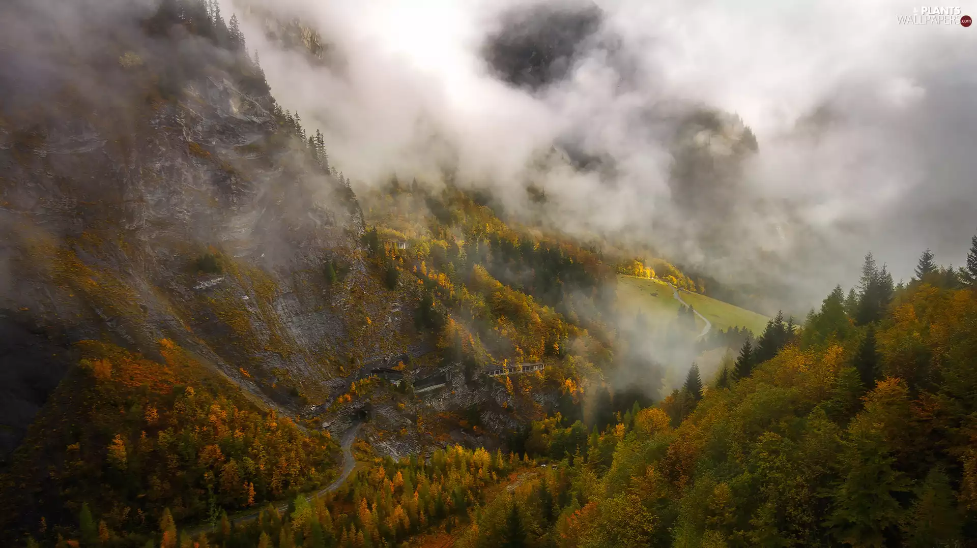 woods, Fog, viewes, Mountains, autumn, trees, Way