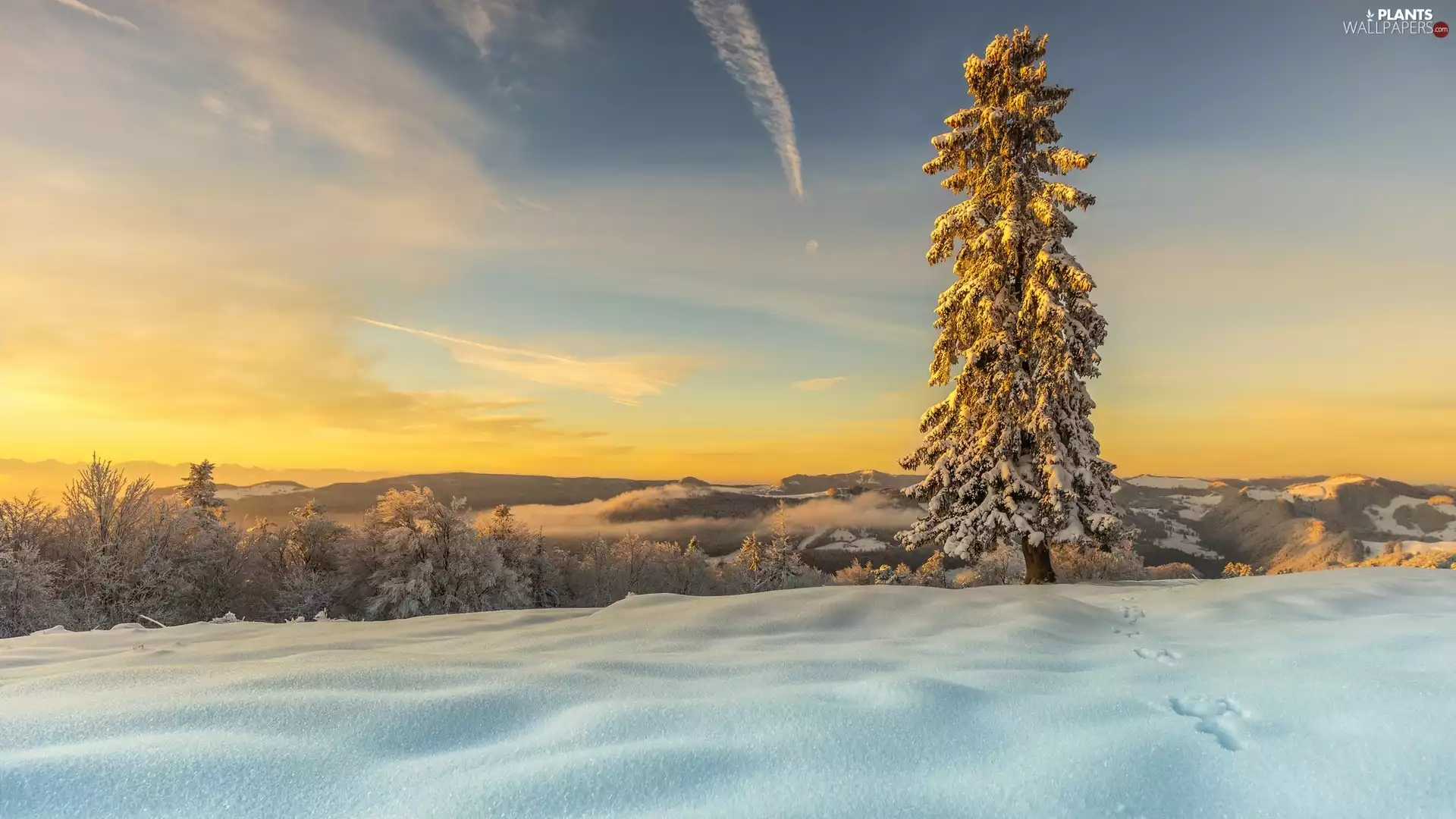 Mountains, winter, forest, Snowy, Sunrise, Fog, viewes, spruce, trees