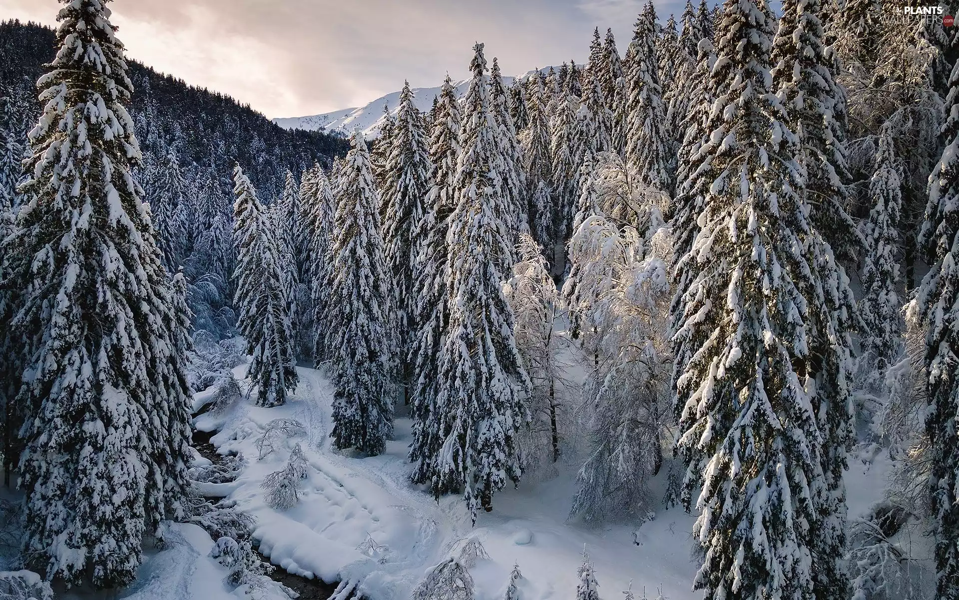 Mountains, winter, forest, Snowy, Lombardy, Italy, viewes, River, trees