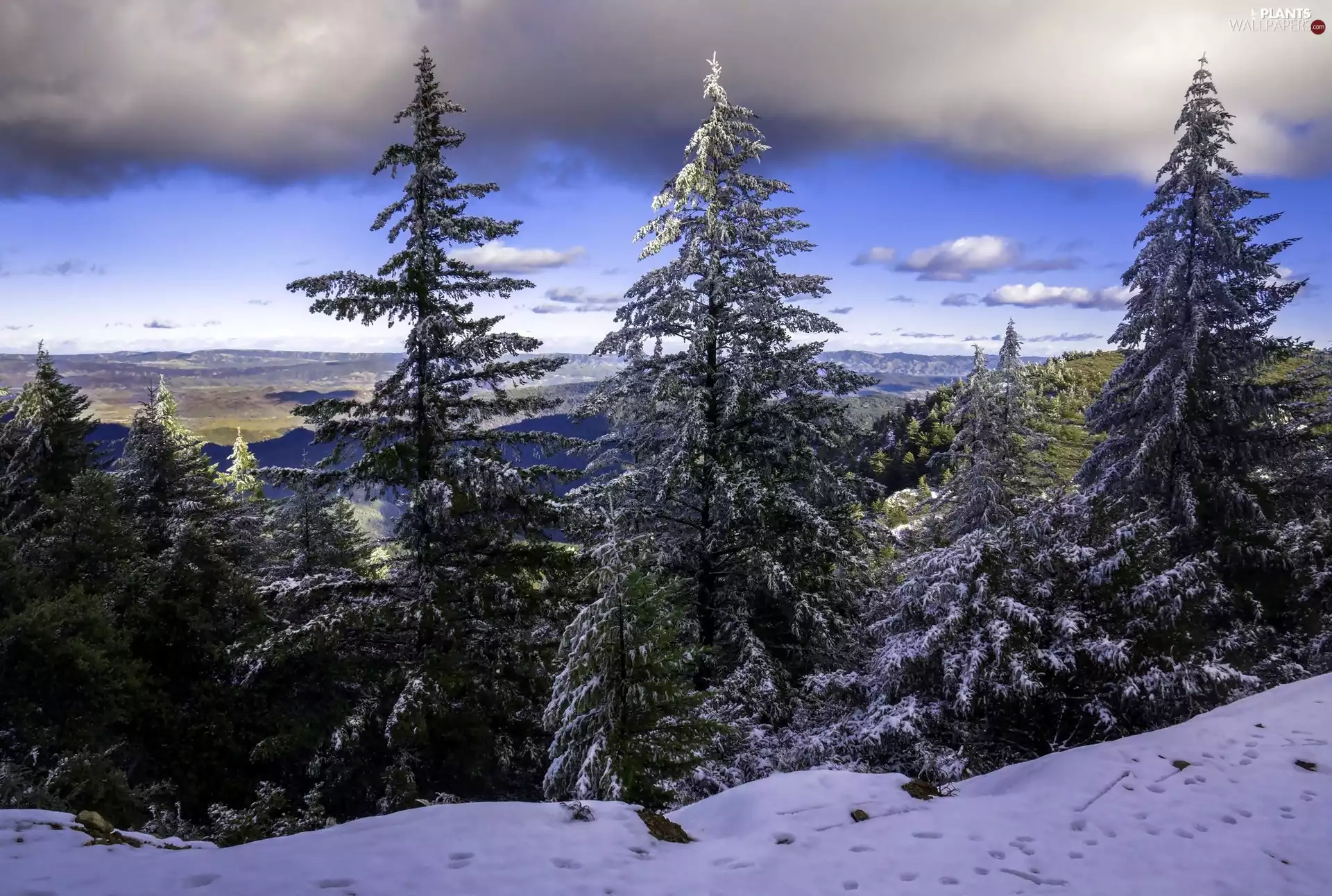 Snowy, snow, viewes, Mountains, winter, trees, Sky
